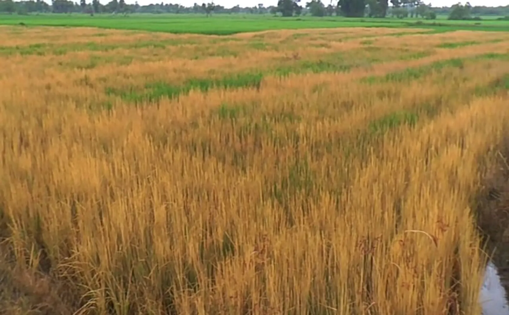  Rice-Pesticide-Spray-Eradication-near-Nagai 