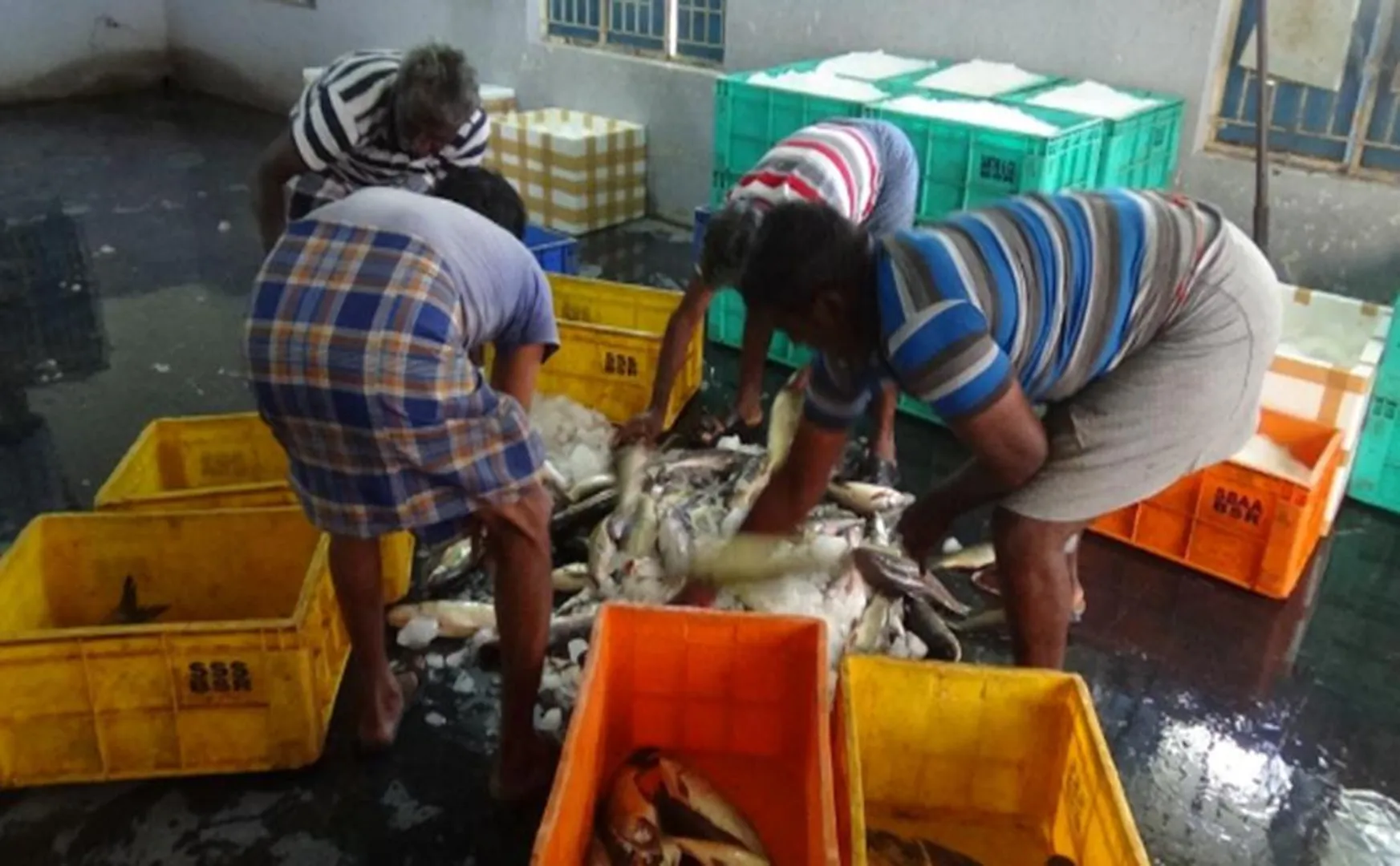 Fish eaters are sad near erode