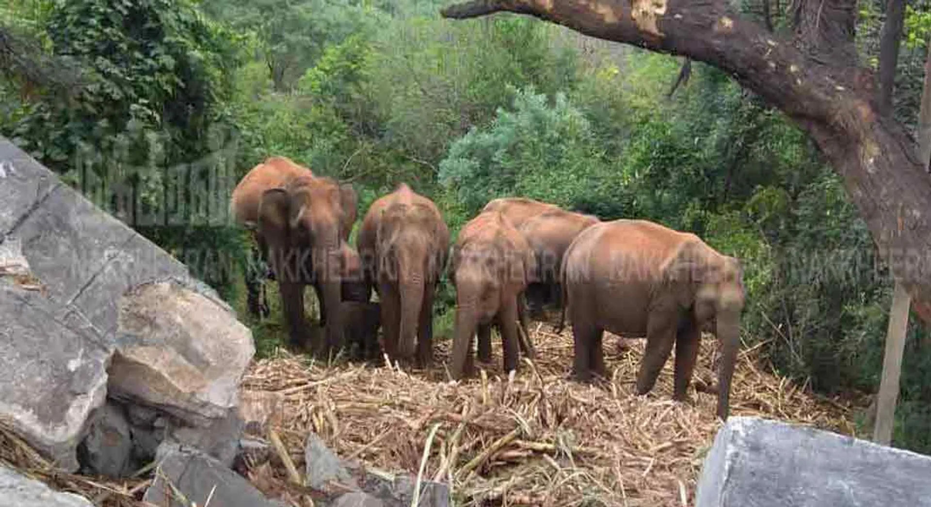 santhiyamangalam forest elephant 