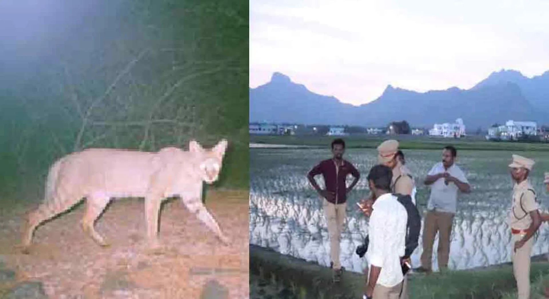 tiger or Cat? Villagers in fear!