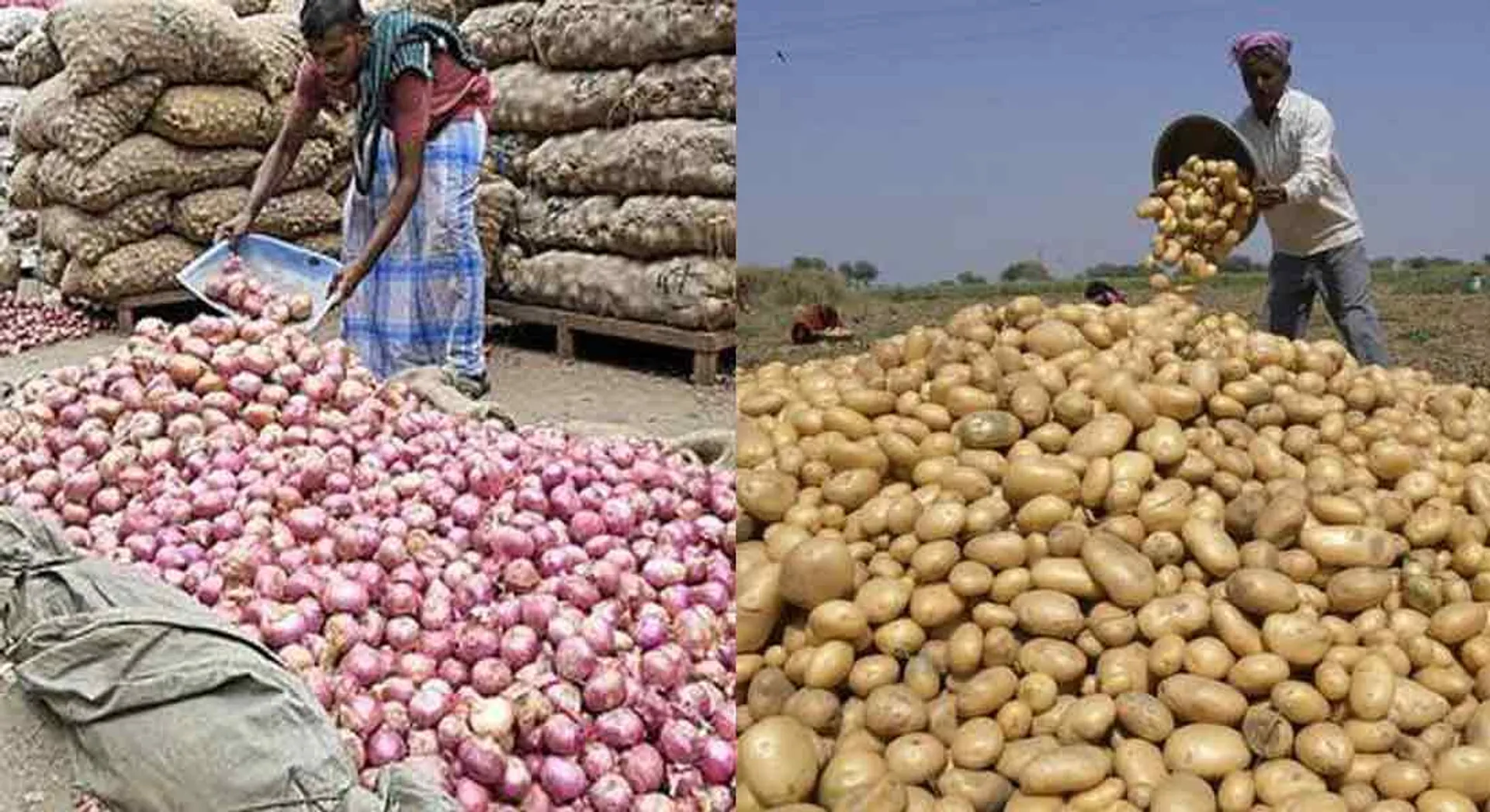 Potatoes in the race after the onion ... !! price hike 
