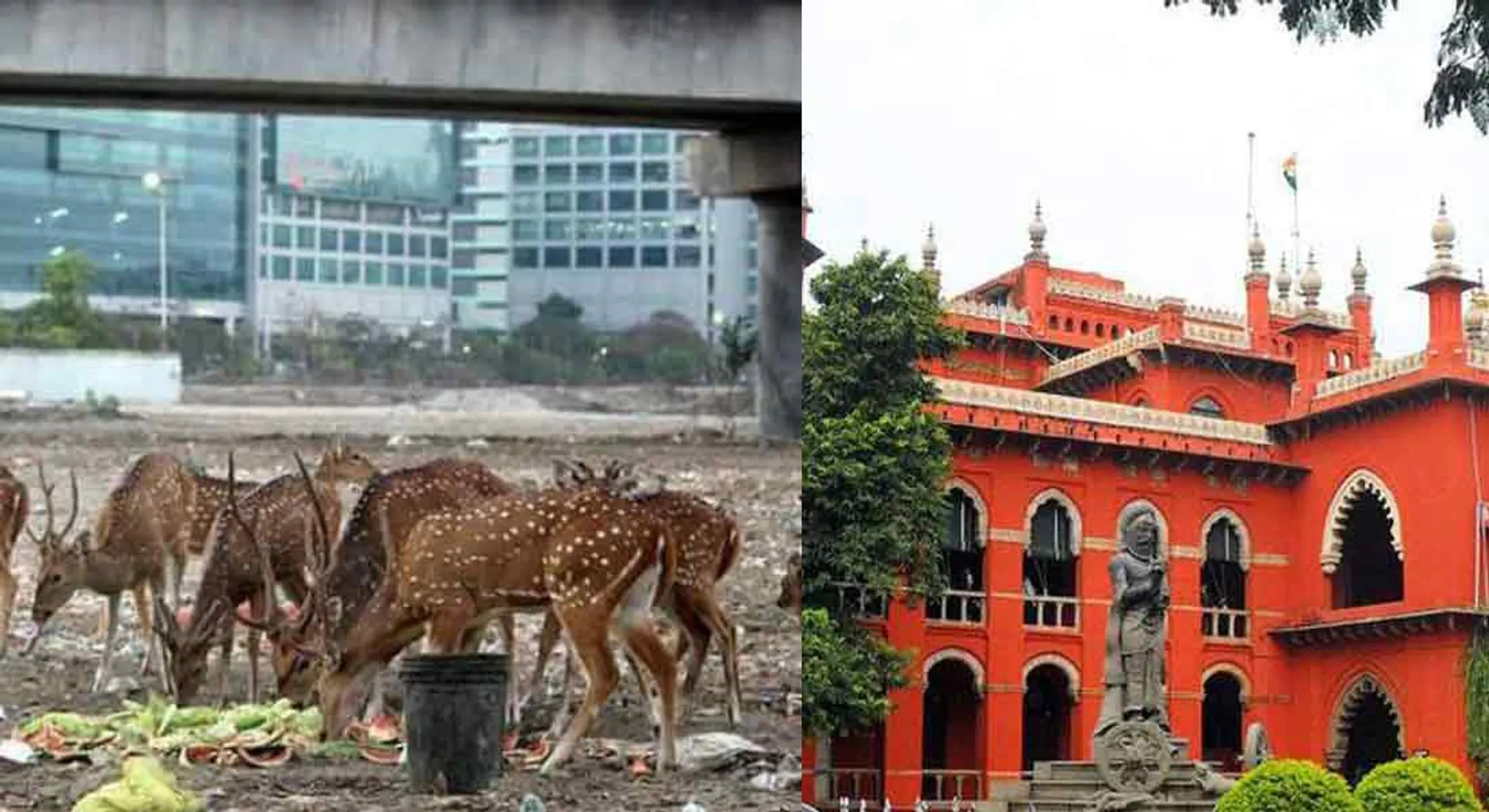  case to Prohibition on transfer the deer - permission to Forest Department!