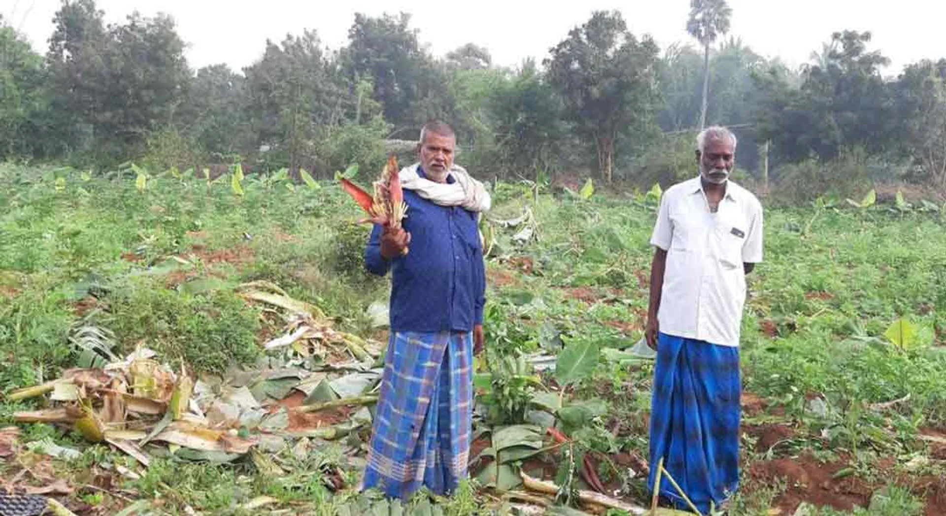 Elephants that damaged farmland - people fear