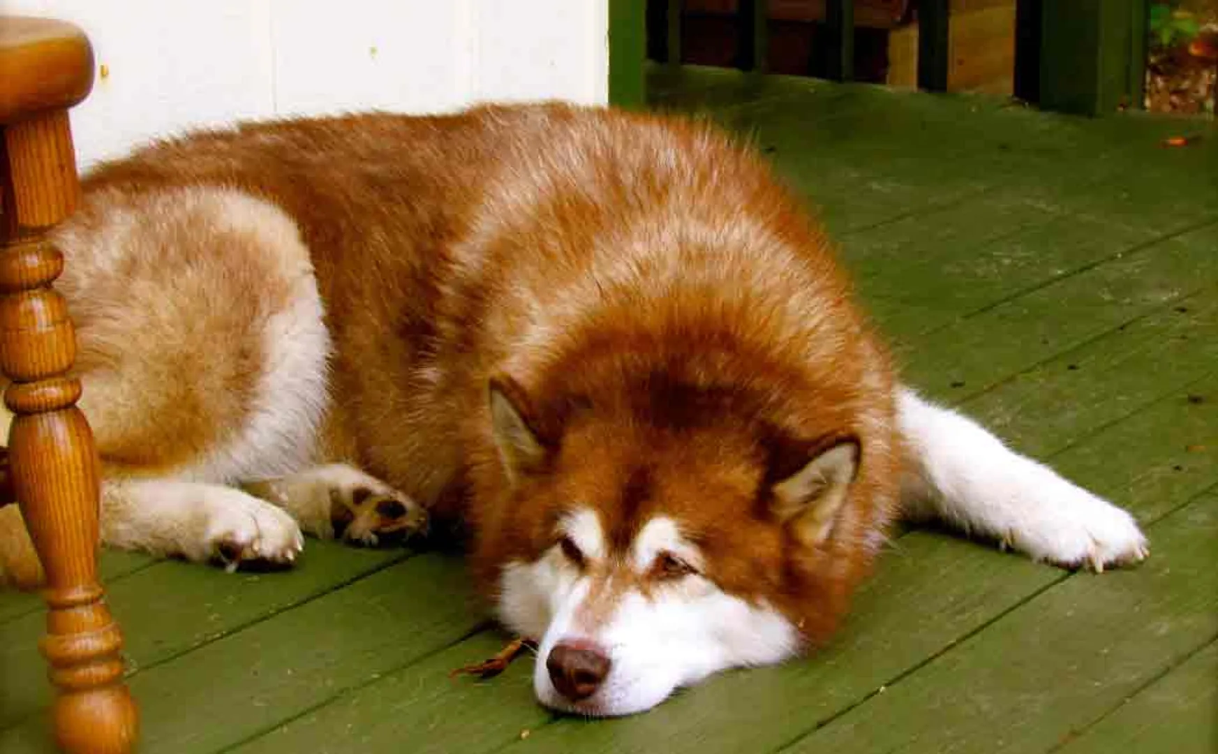 8 crore worth alaskan malamute dog missing in bengaluru