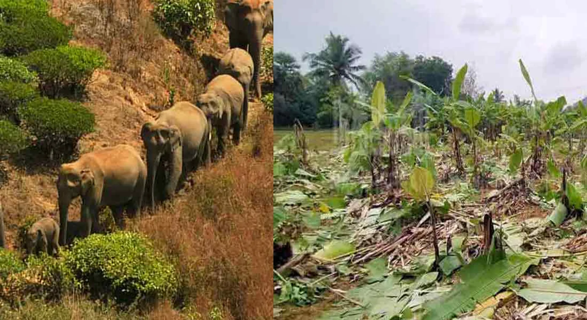  Wild elephants plundering the fields at midnight .... farmers fear!