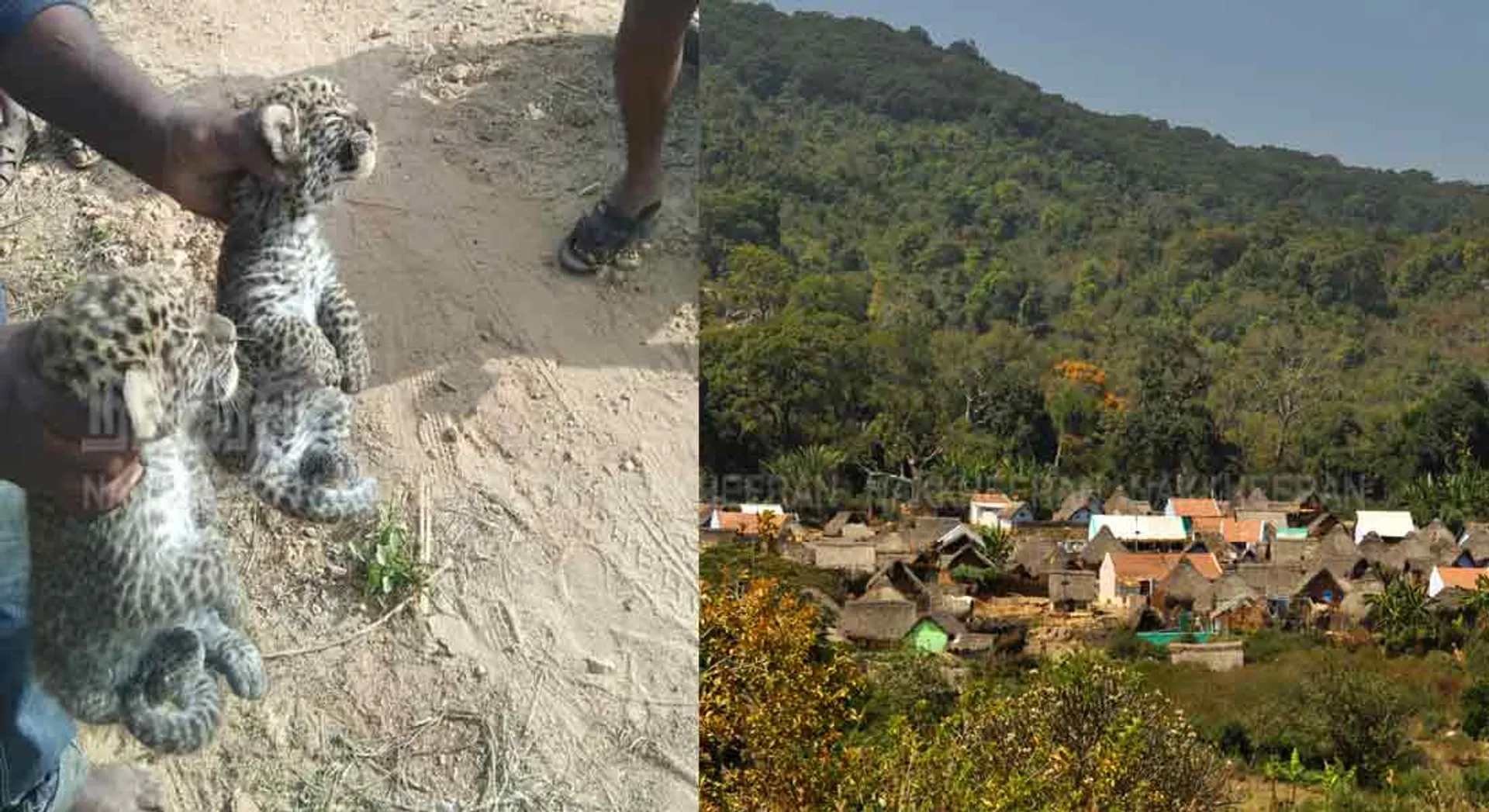  'Veerappan forest' changed to Leopard tiger forest  
