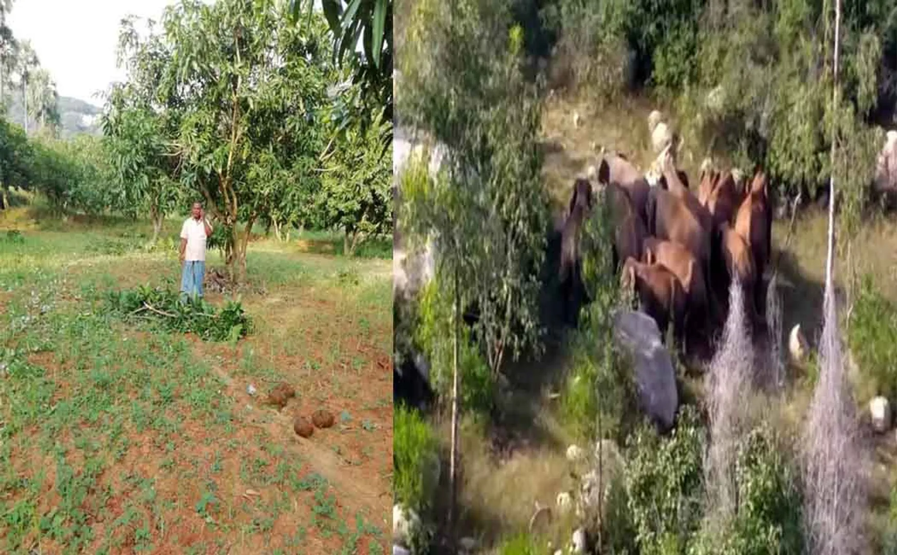 TIRUPATTUR DISTRICT AMBUR AGRICULTURE LAND ELEPHANTS FARMERS 