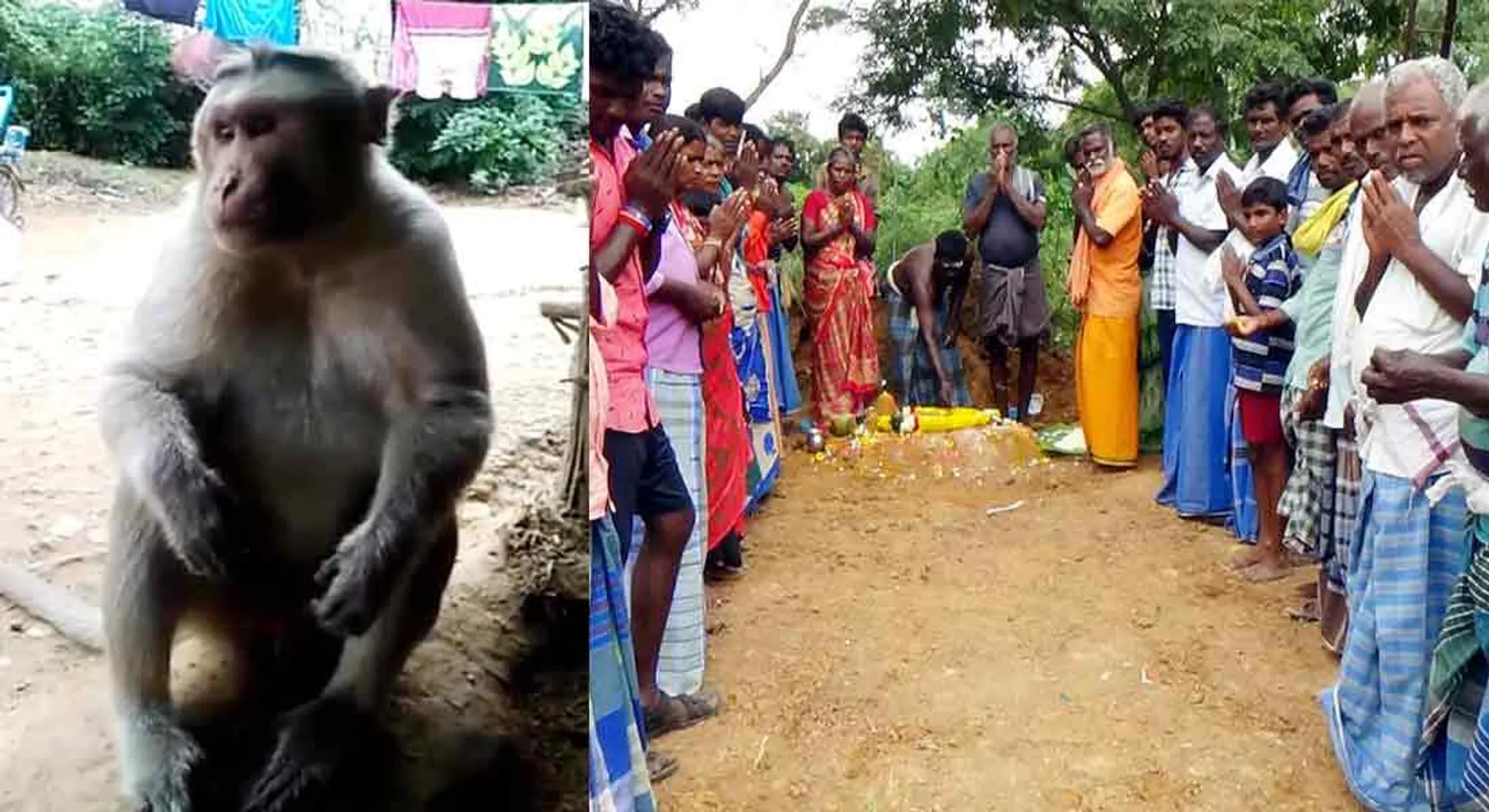 “Monkey who rolls around like a friend…” - civilians who burst into tears
