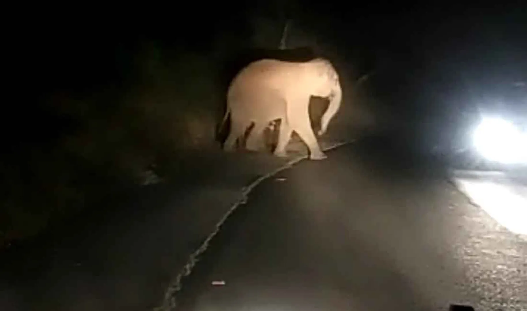 elephants
