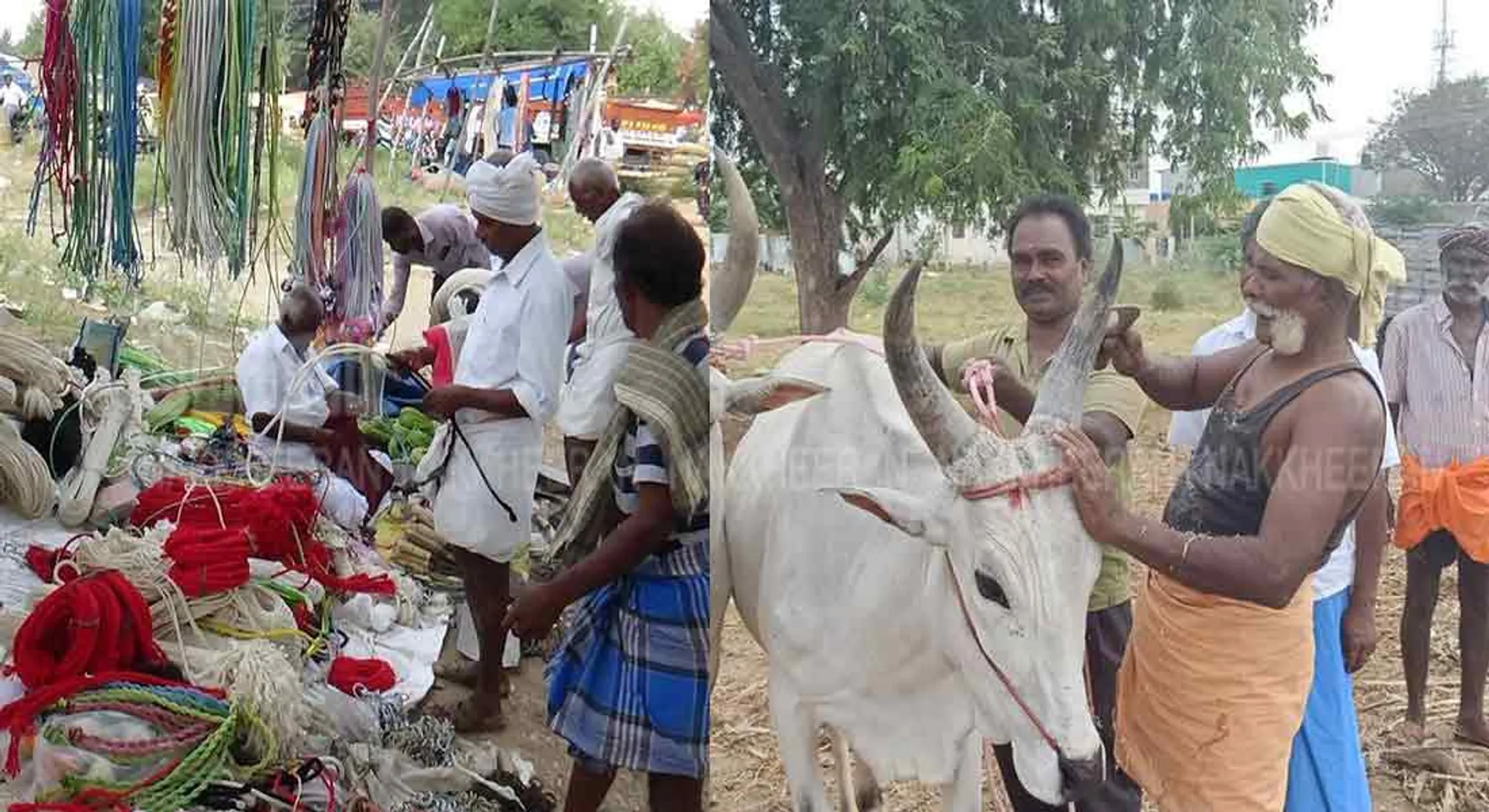 pongal 