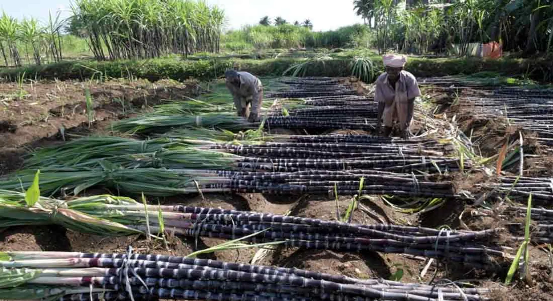  'Sugarcane' harvested for Pongal