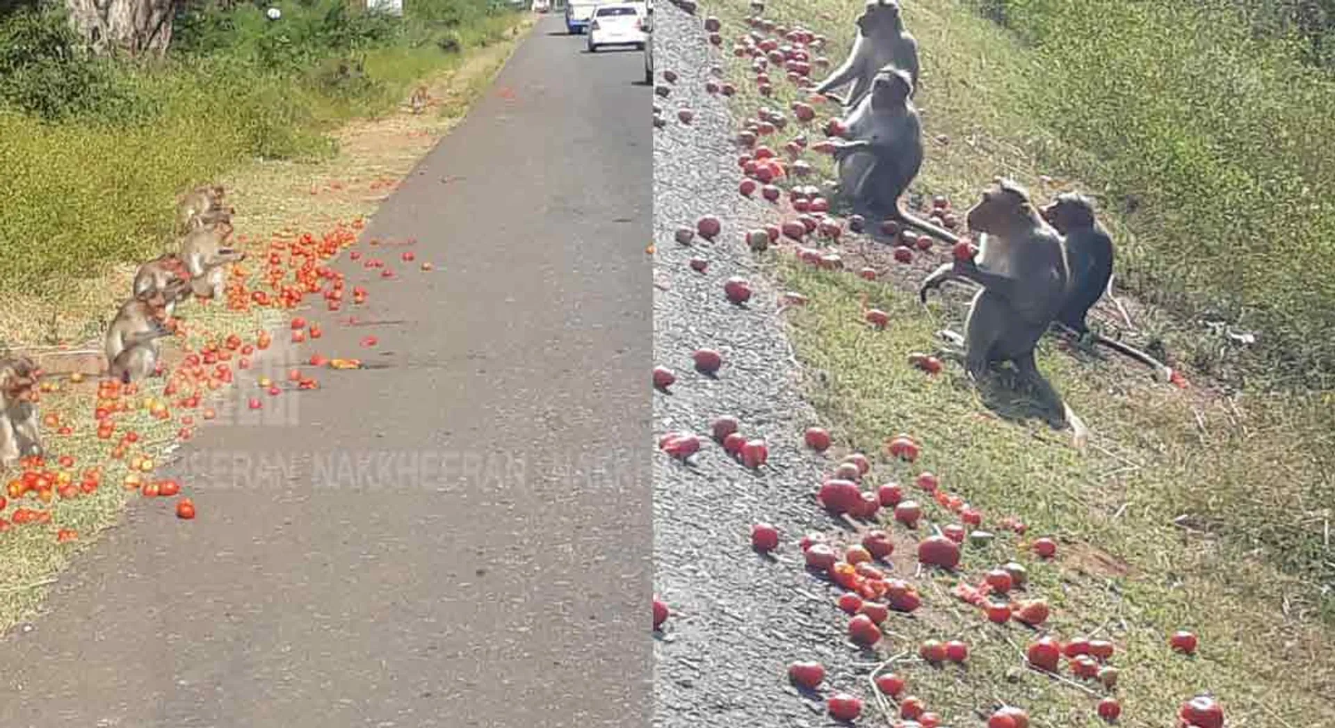  Tomatoes eating monkeys ... farmers in priceless agony!