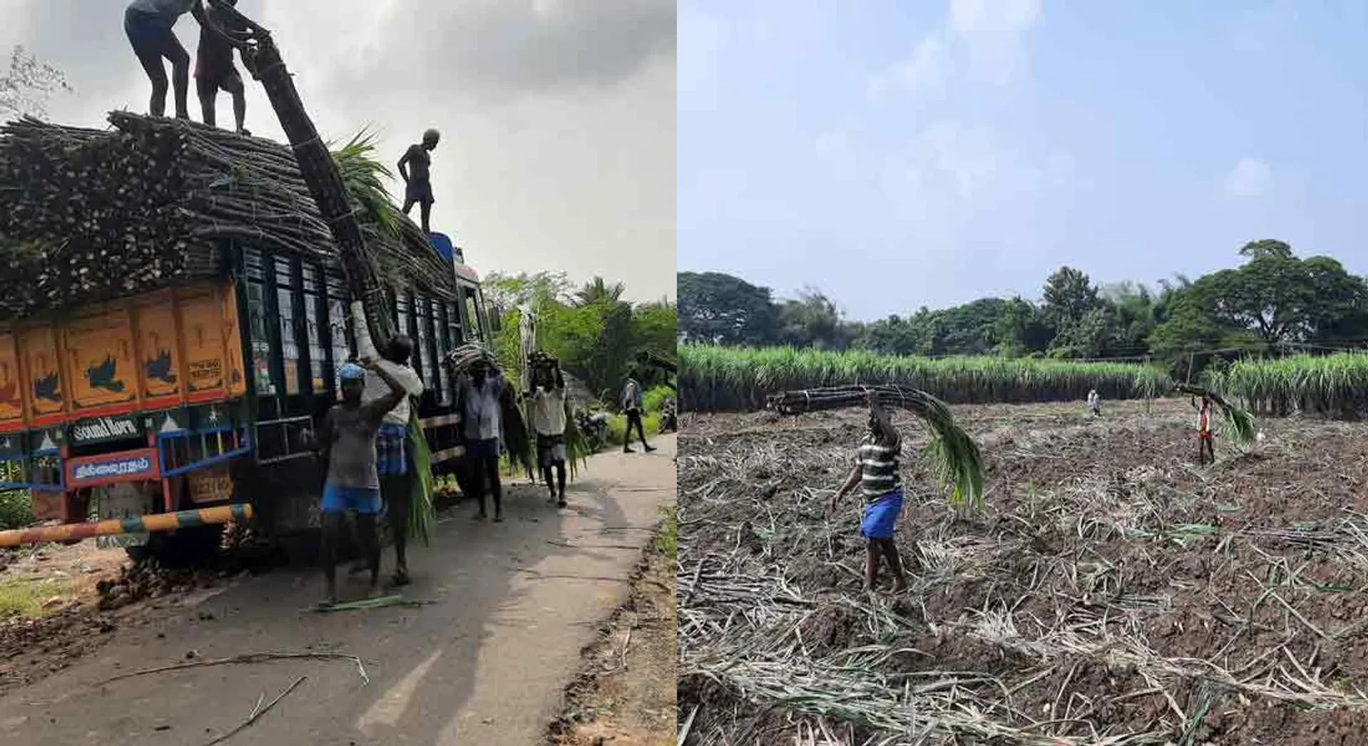 High yield of sugarcane in Chidambaram area
