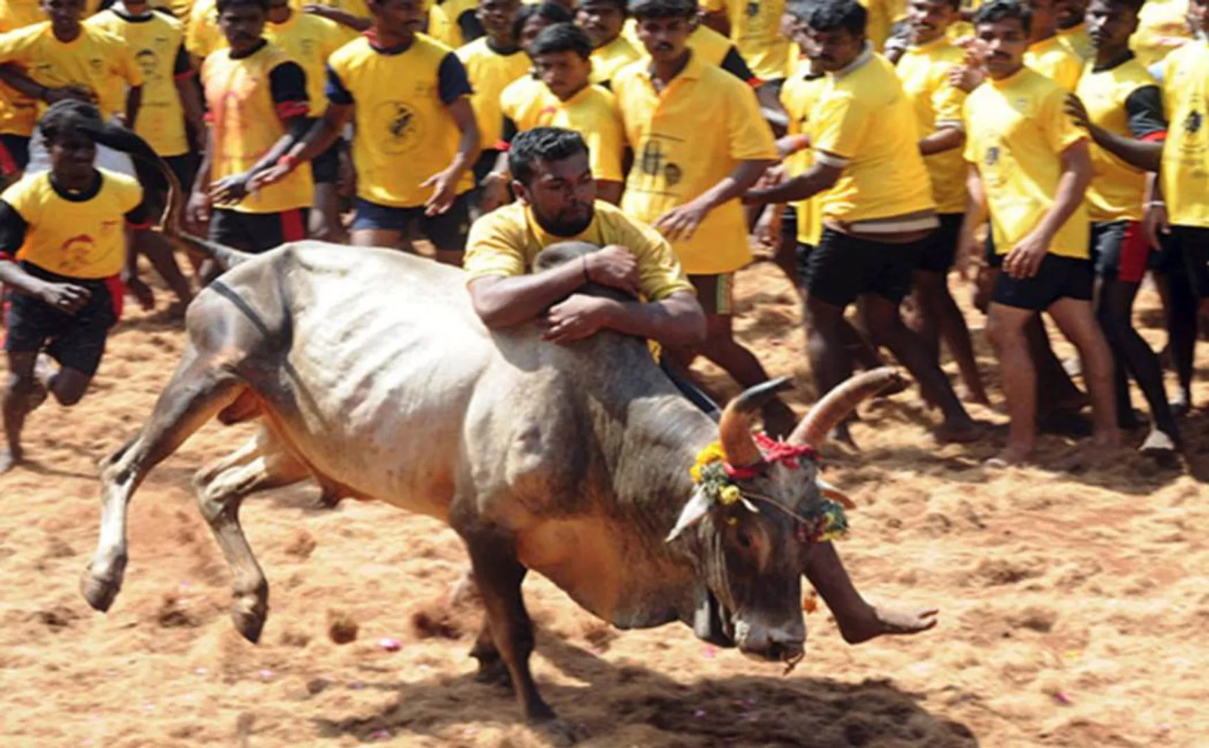 Pongal Celebration - Jallikattu