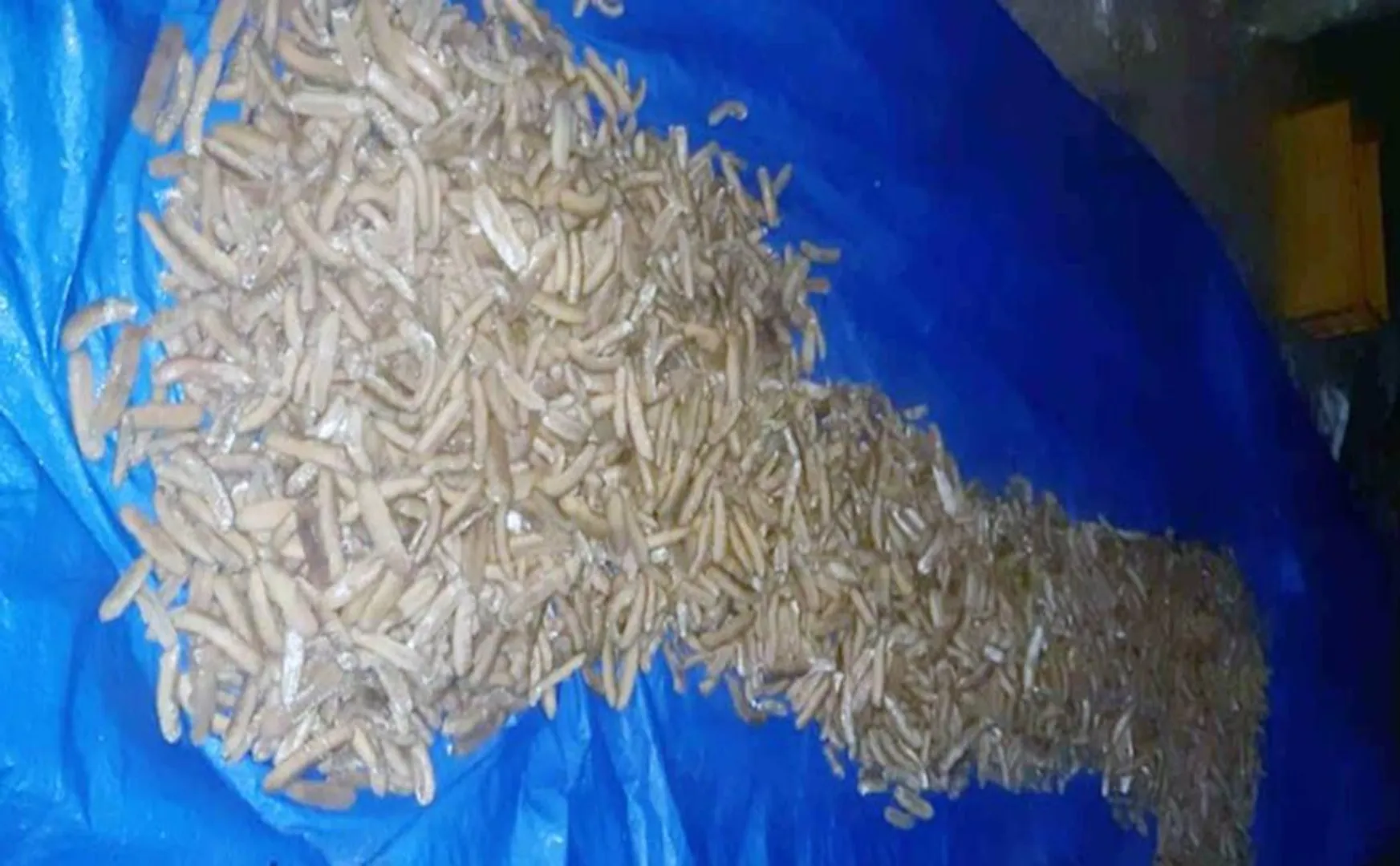  sea-cucumber-seized-in-tuticorin