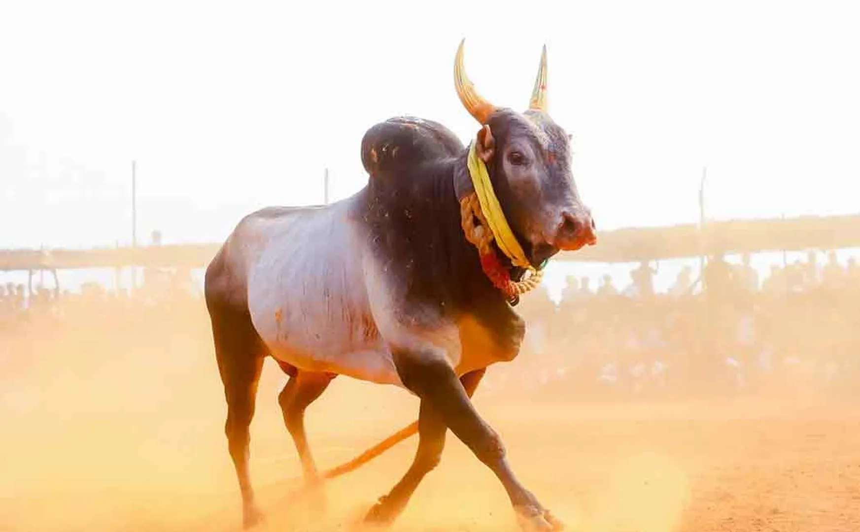 fraudsters in jallikattu bull token issue