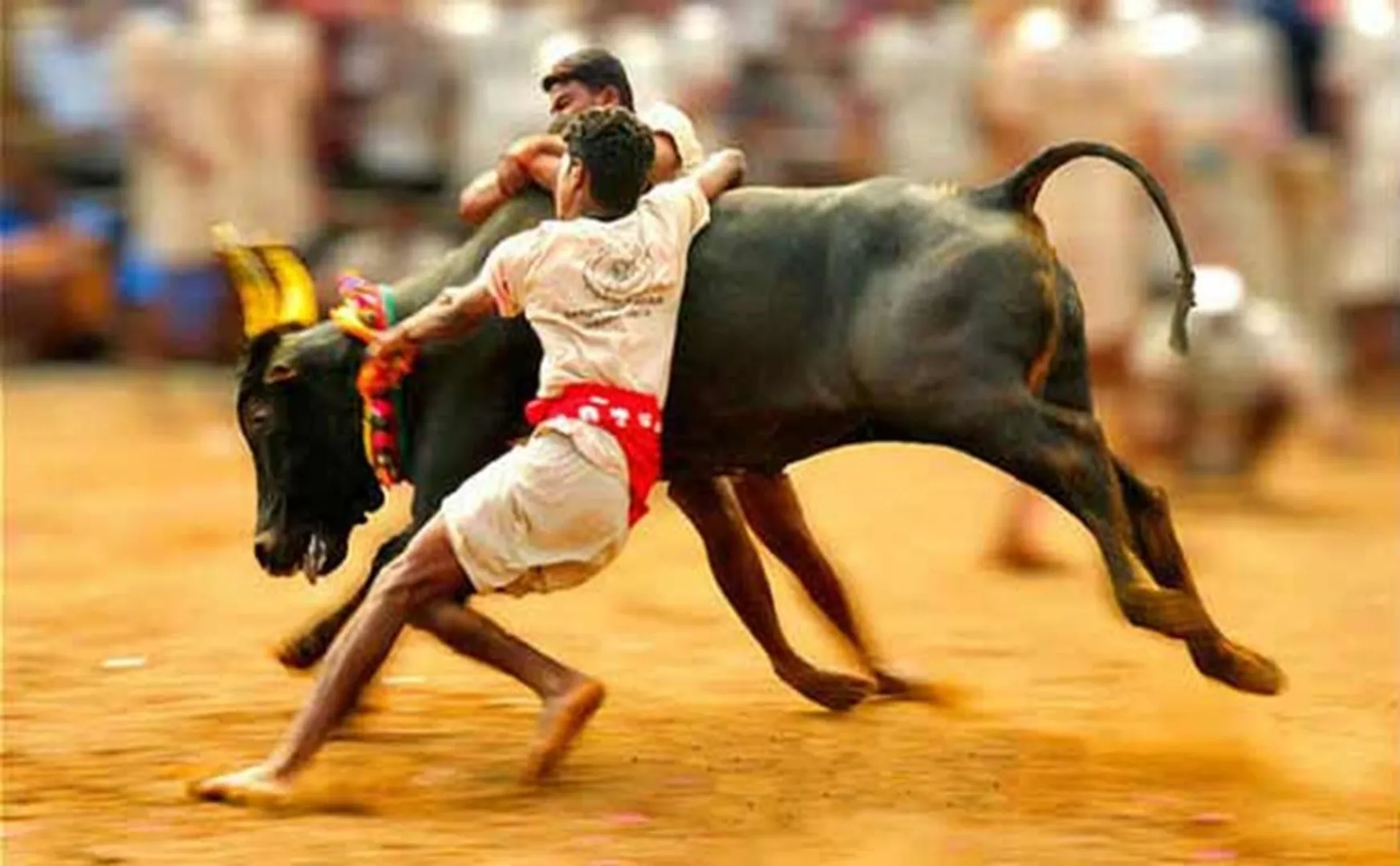  Pongal festival-Erode Jallikattu