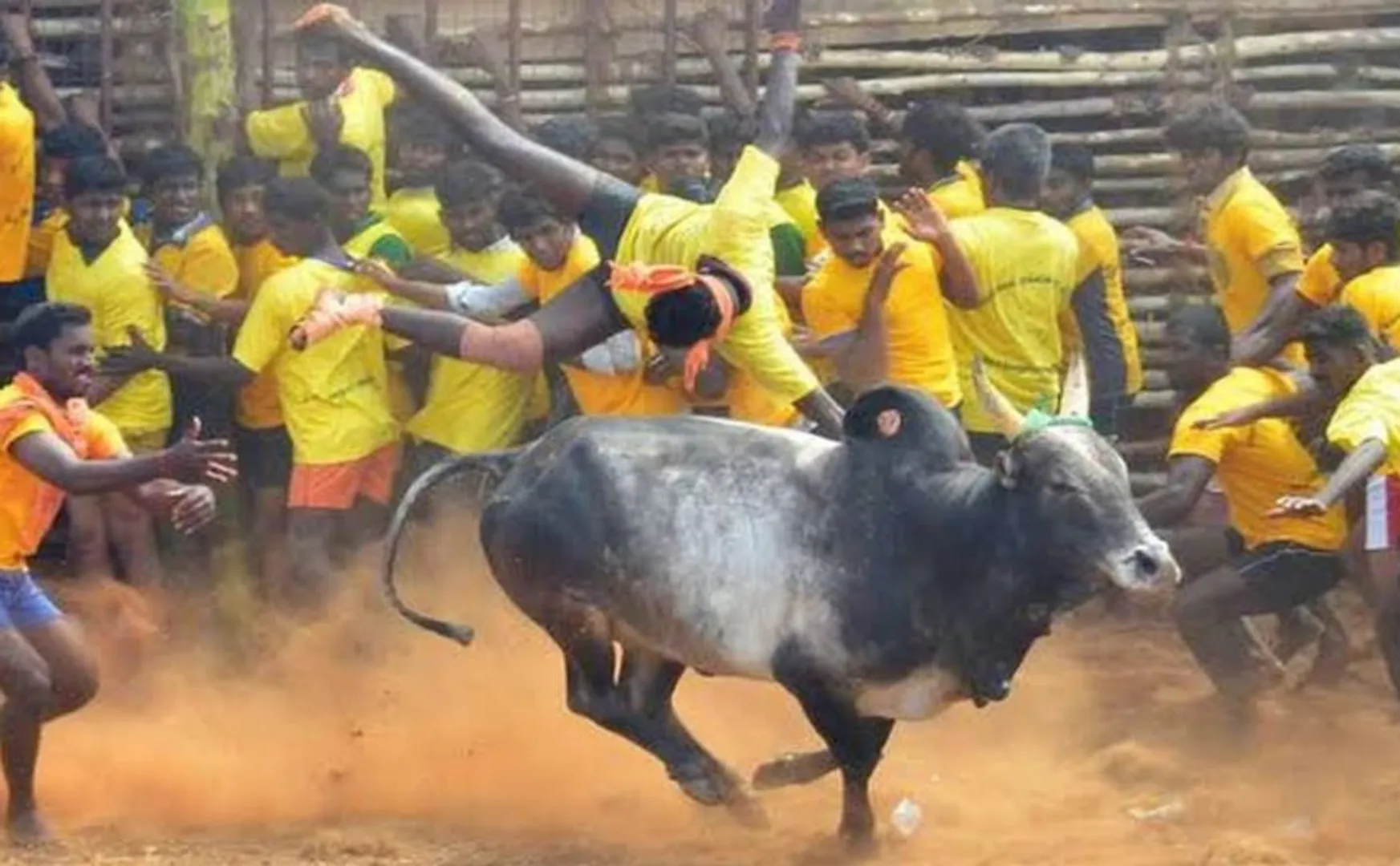  Pongal festival-Palamedu Jallikattu