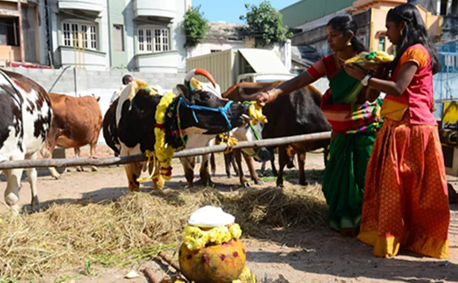 pongal-celebration-in-chennai