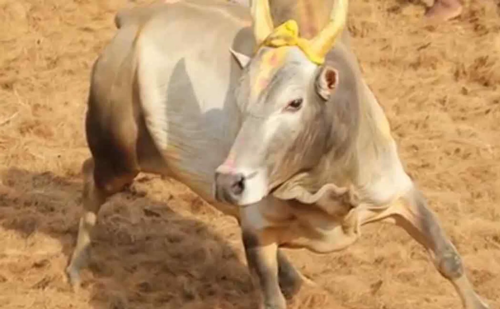 palamedu jallikattu event