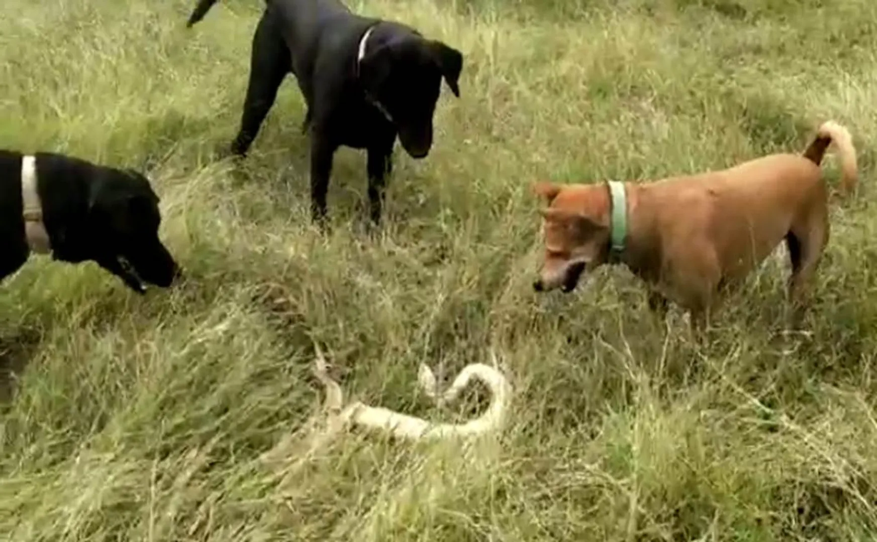 coimbatore incident - dogs killed a snake