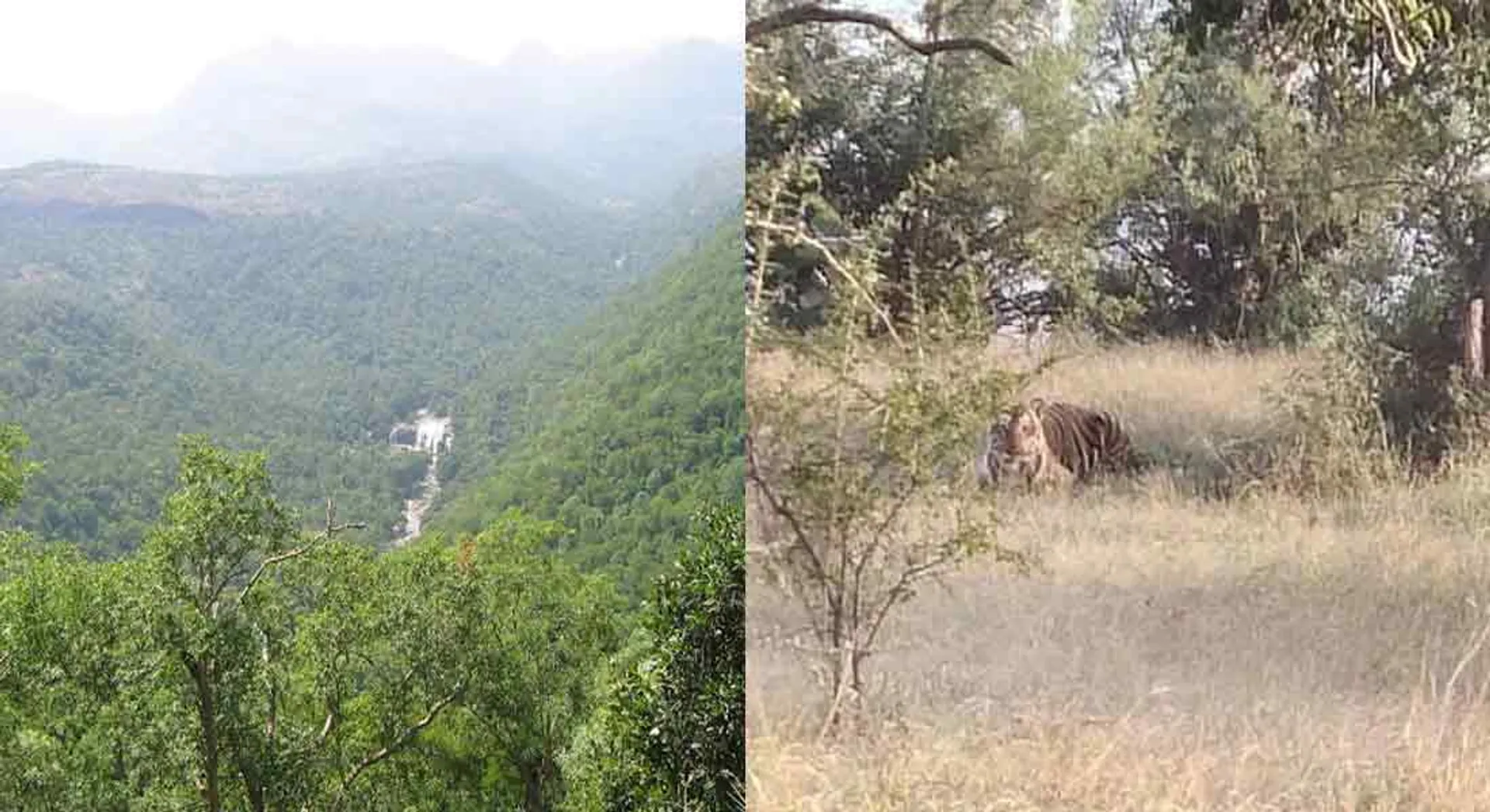  mountain "tiger"