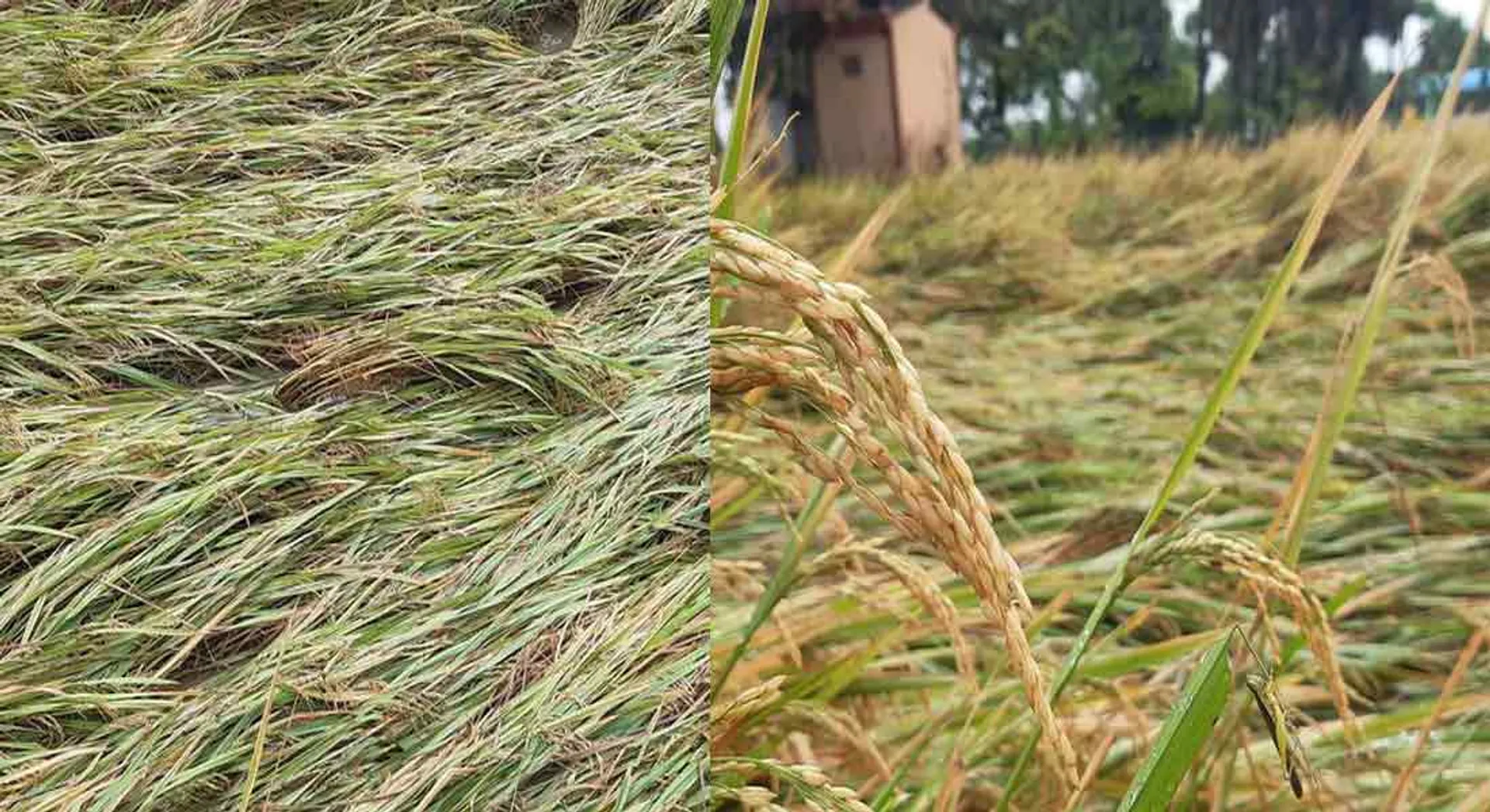 Paddy in the rain-Farmers in agony!