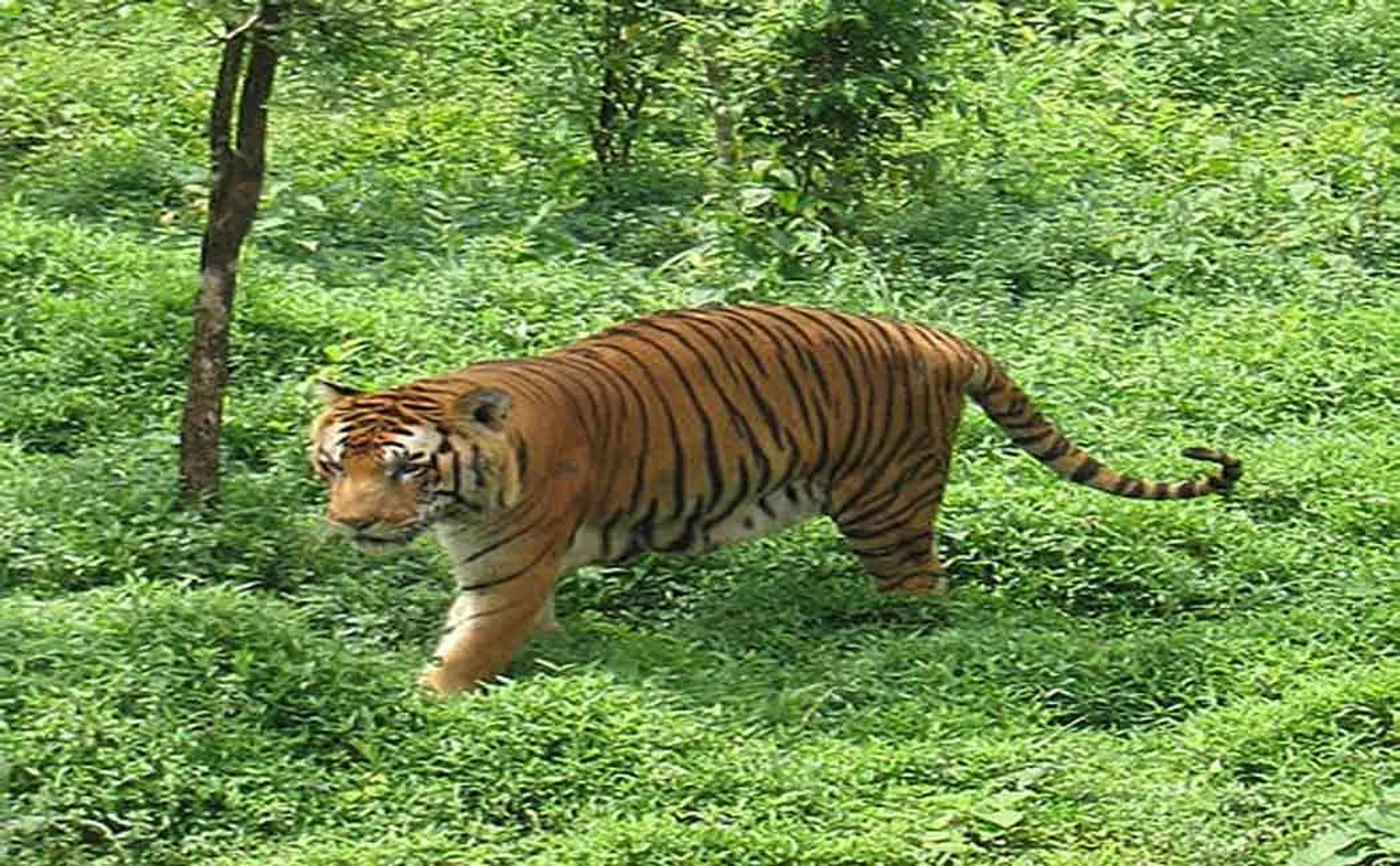 nellai district Kalakkad Mundanthurai Tiger Reserve