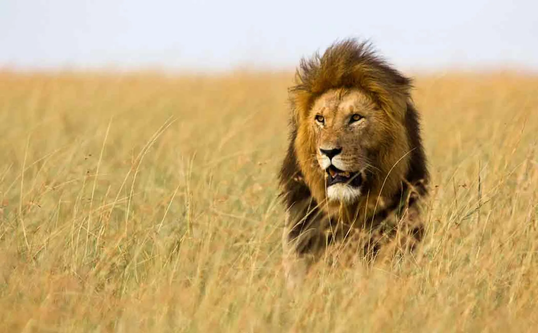 malnutritious lion passed away in sudan