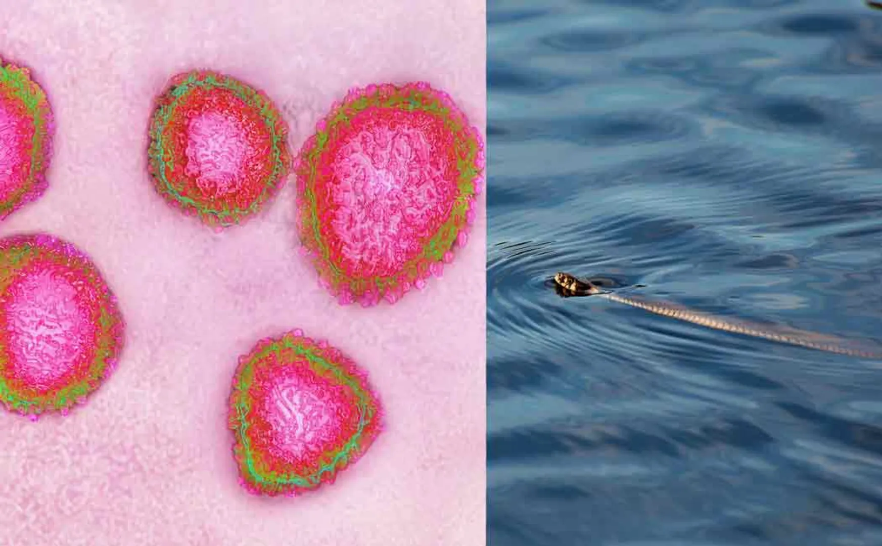 corona virus may have transmitted from snakes