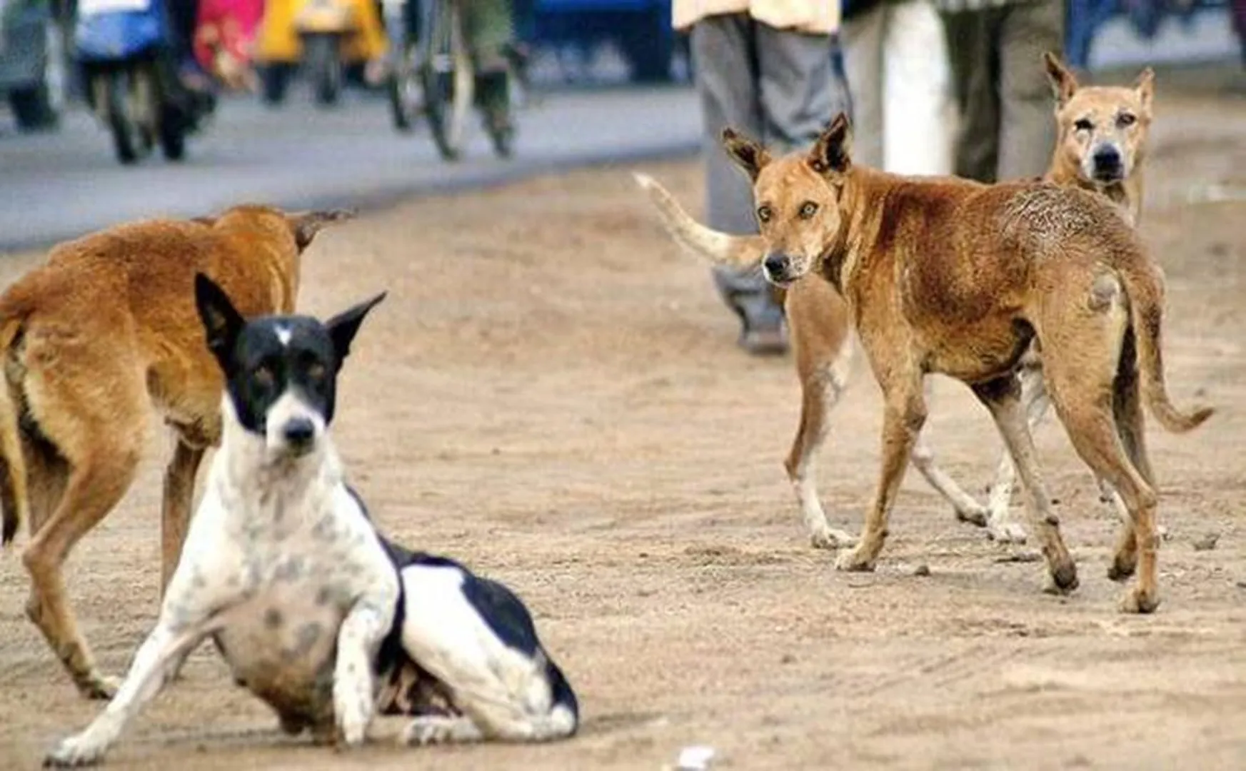 Dogs bite goats