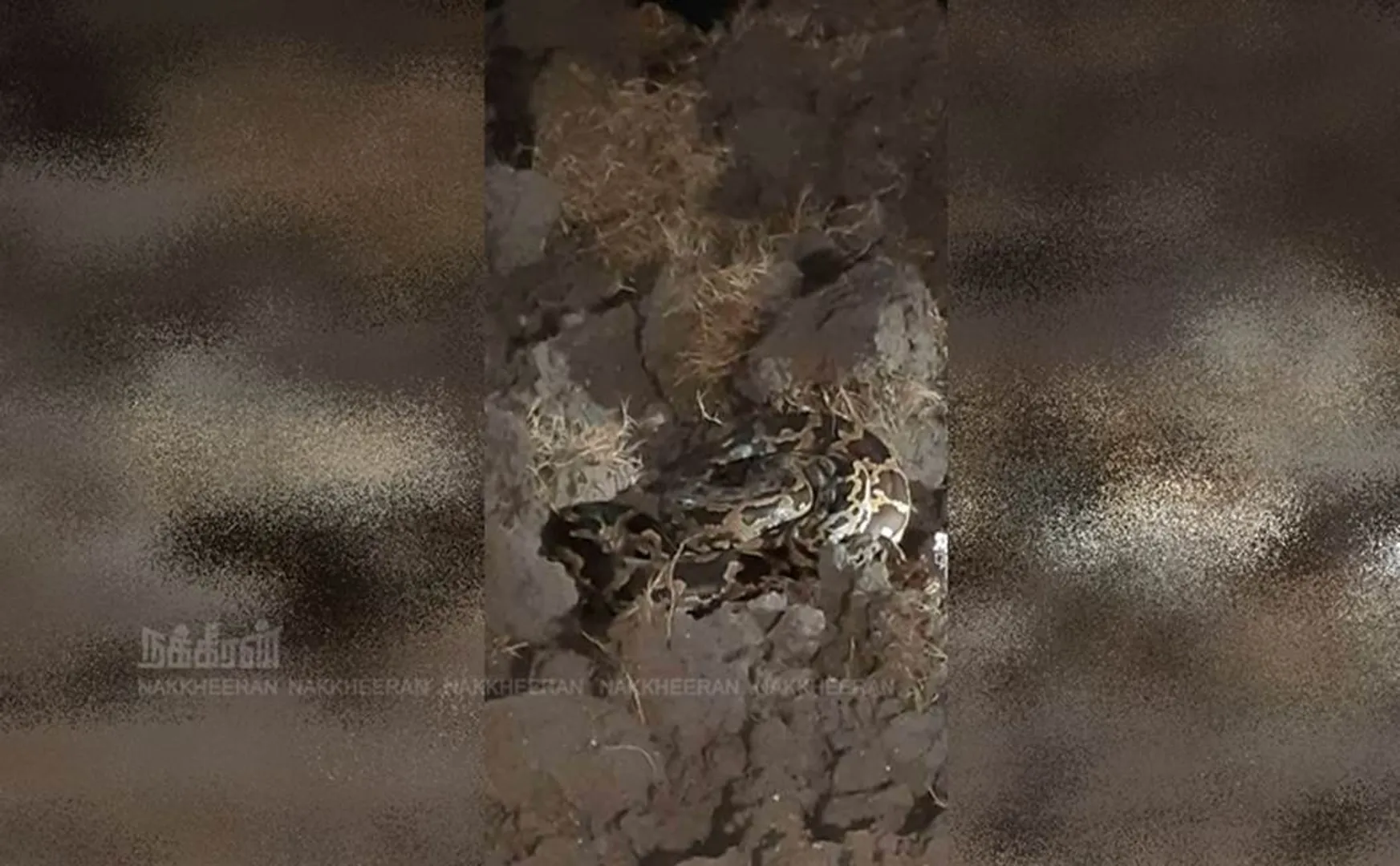 10 feet long mountain snake caught at Villupuram