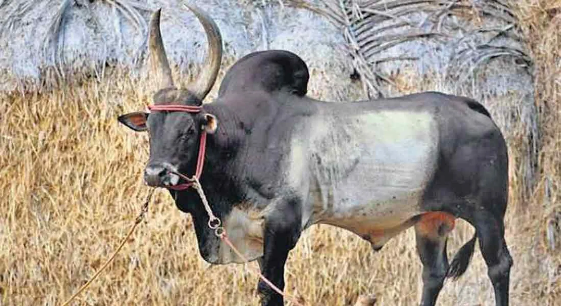 Danger for Polly bulls! Danger of Jallikattu! - eps government's new plan!