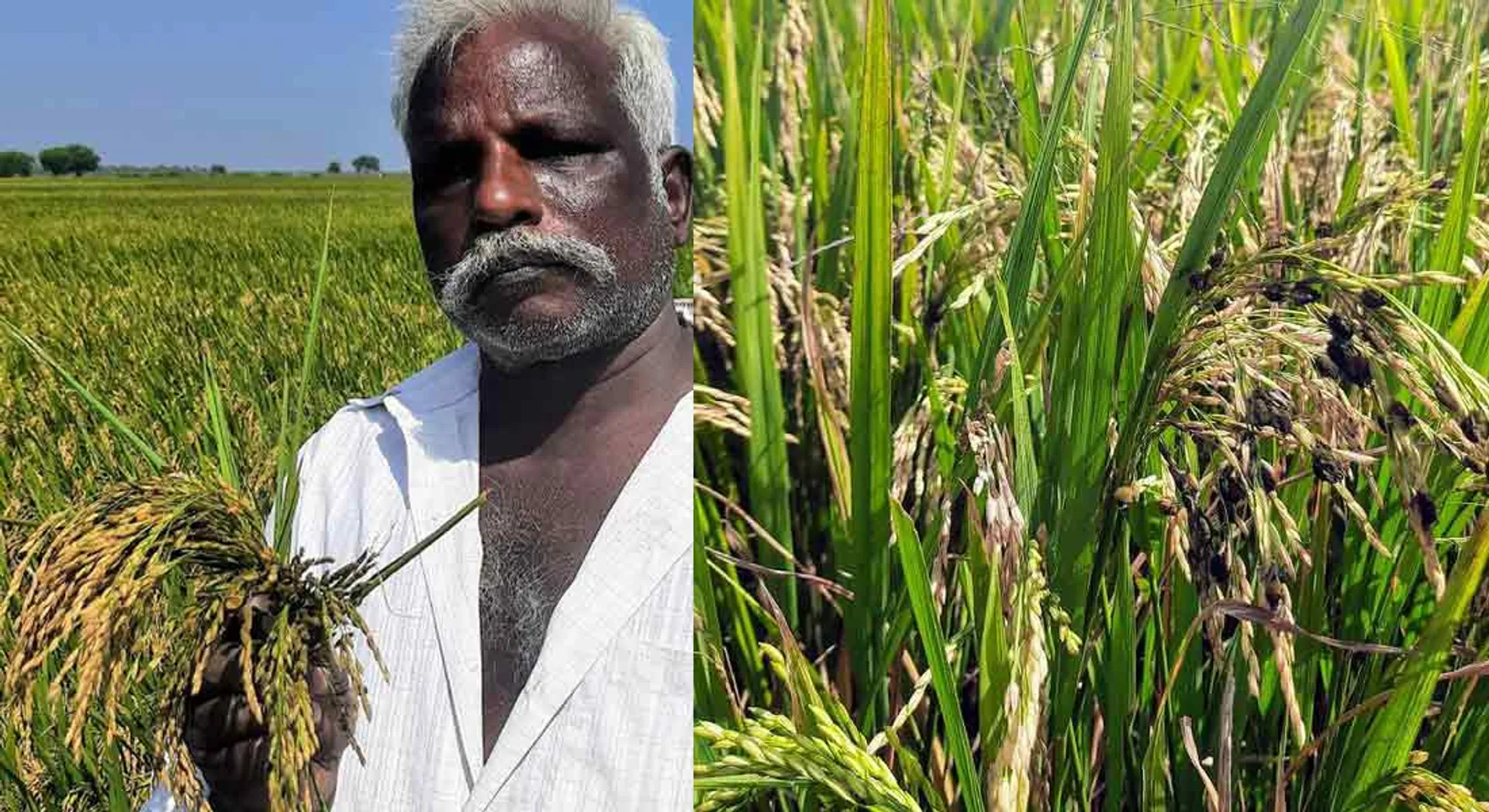  Farmers in tears!