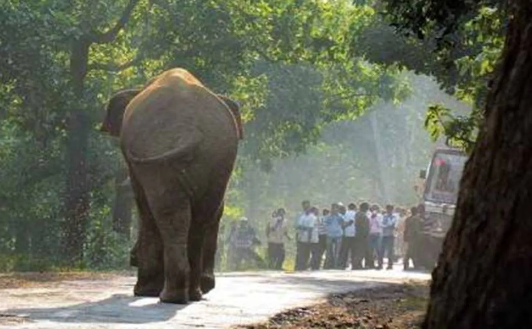 elephant