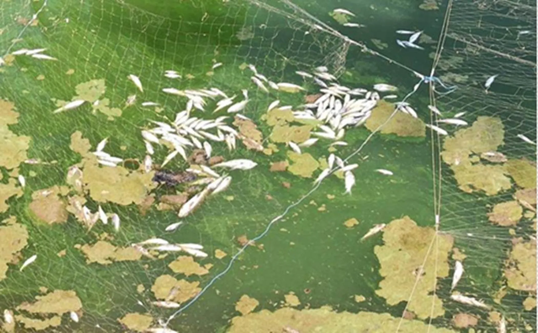 Industrial waste water issue