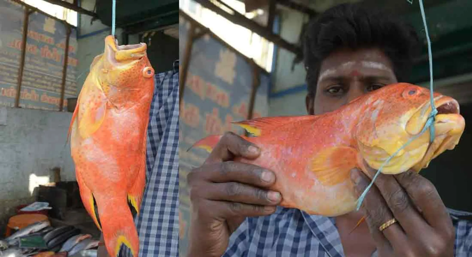 Rare type fish in erode