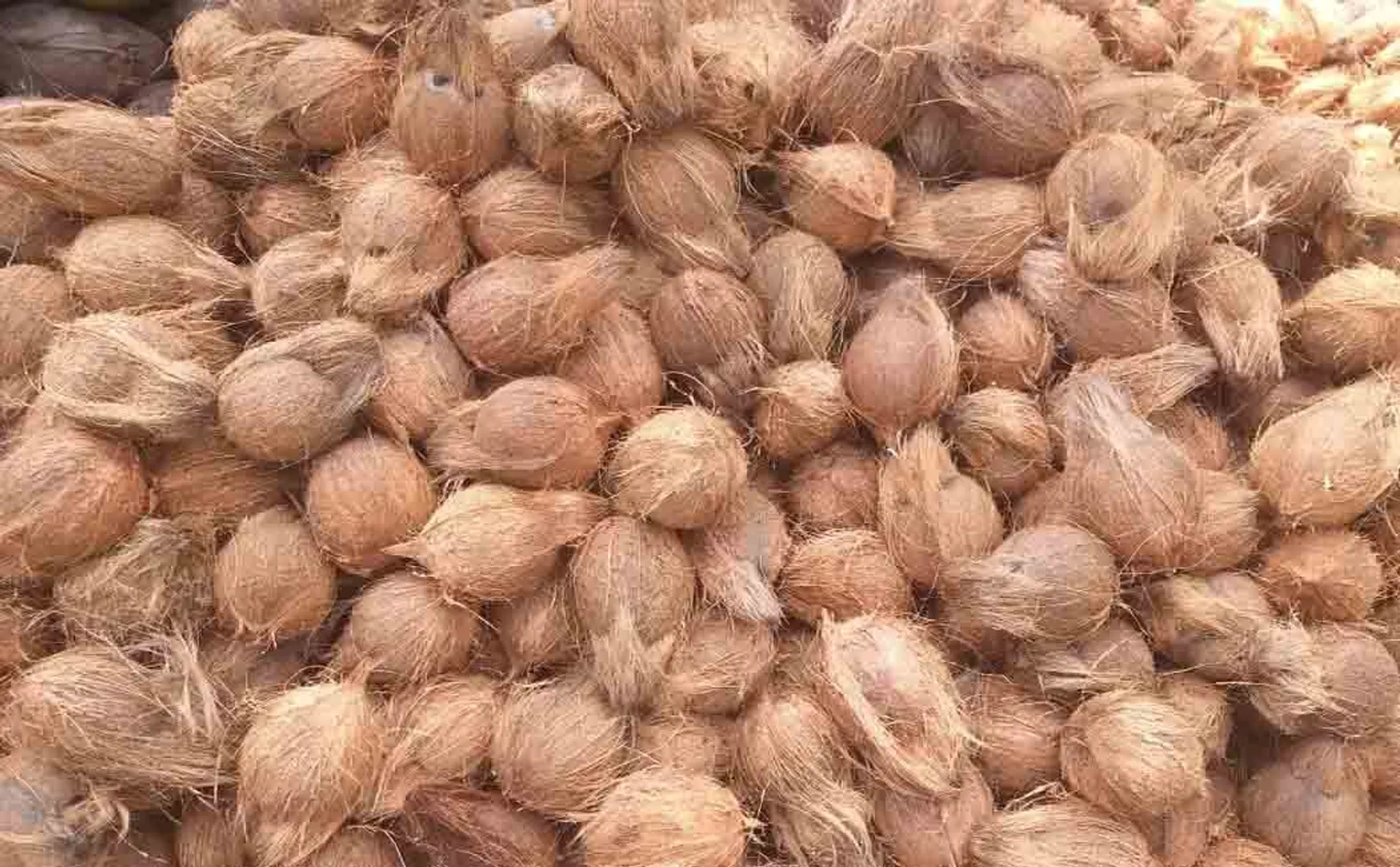 coconut price increase salem markets peoples 