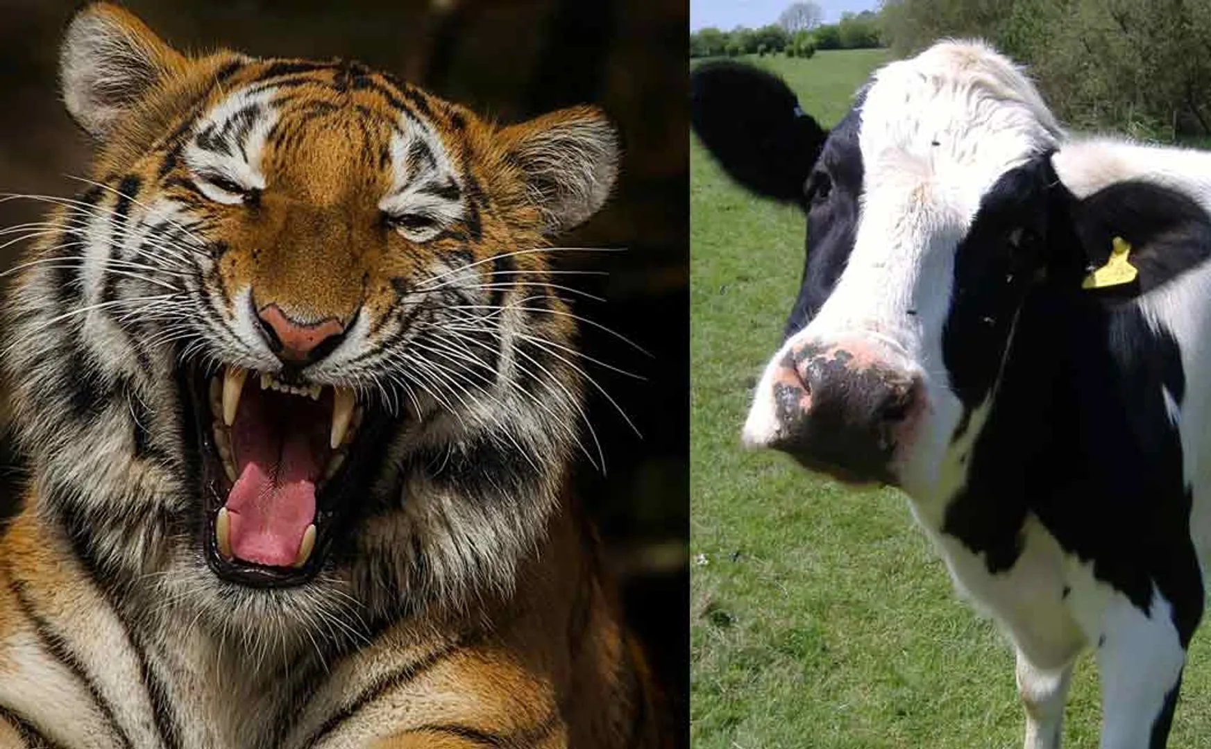 discussion about tiger in goa assembly