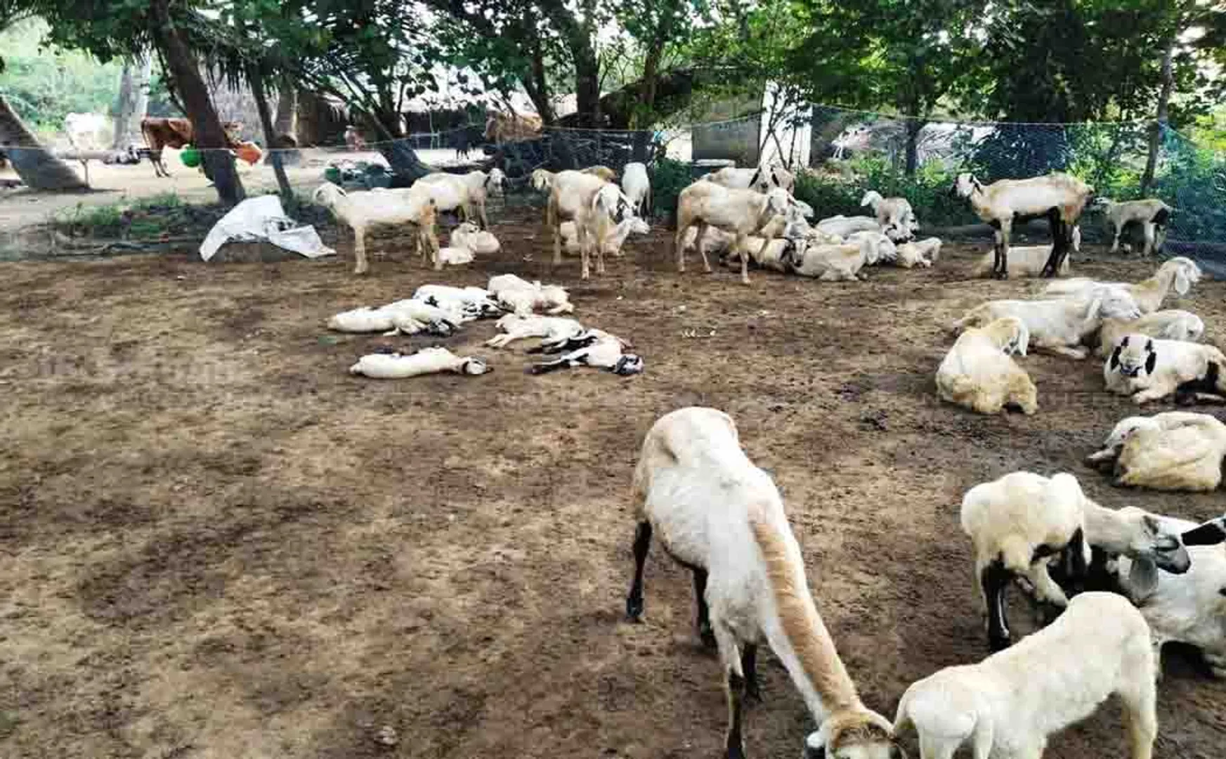 thanjavur district peravurani area coats and dogs farmer