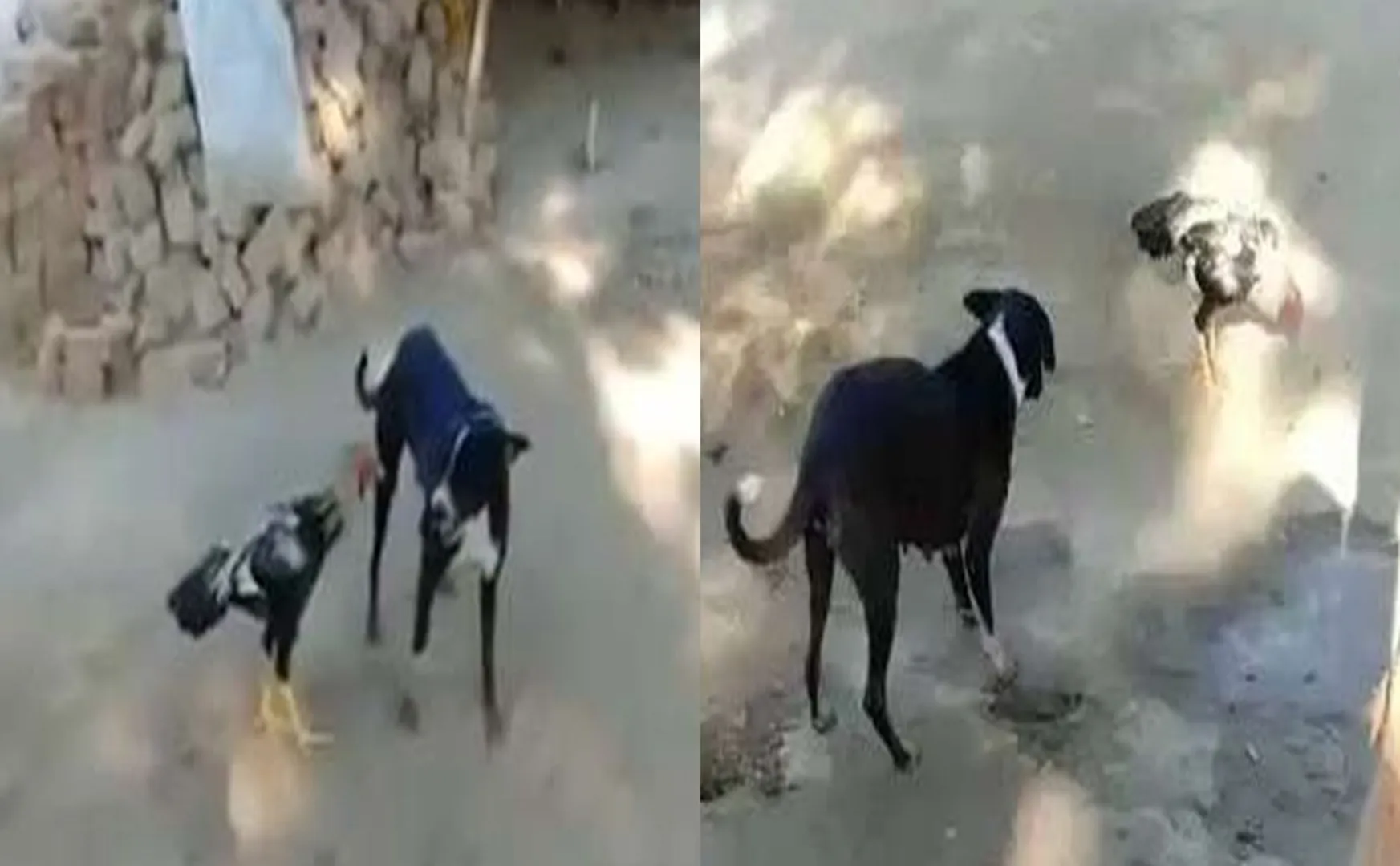 Hen - dogs fighting video