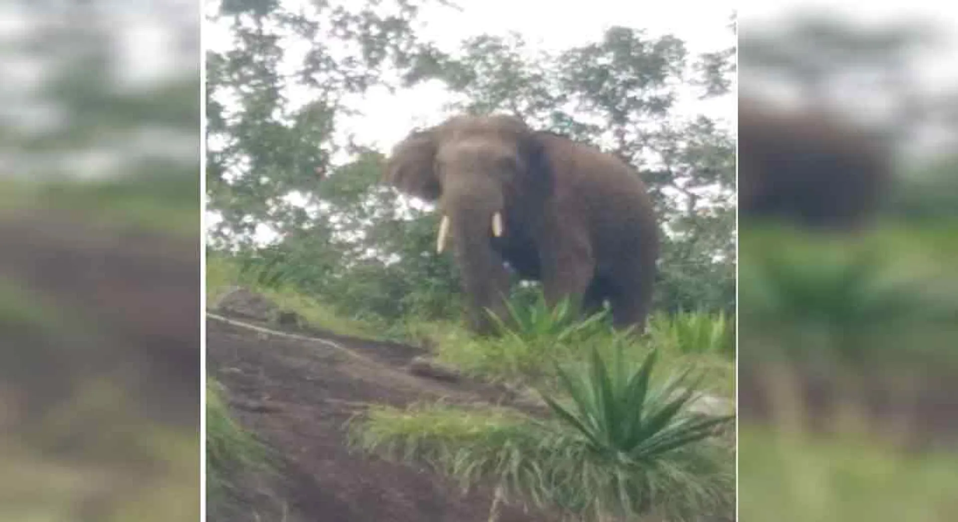 Magna wild elephant near Bodi