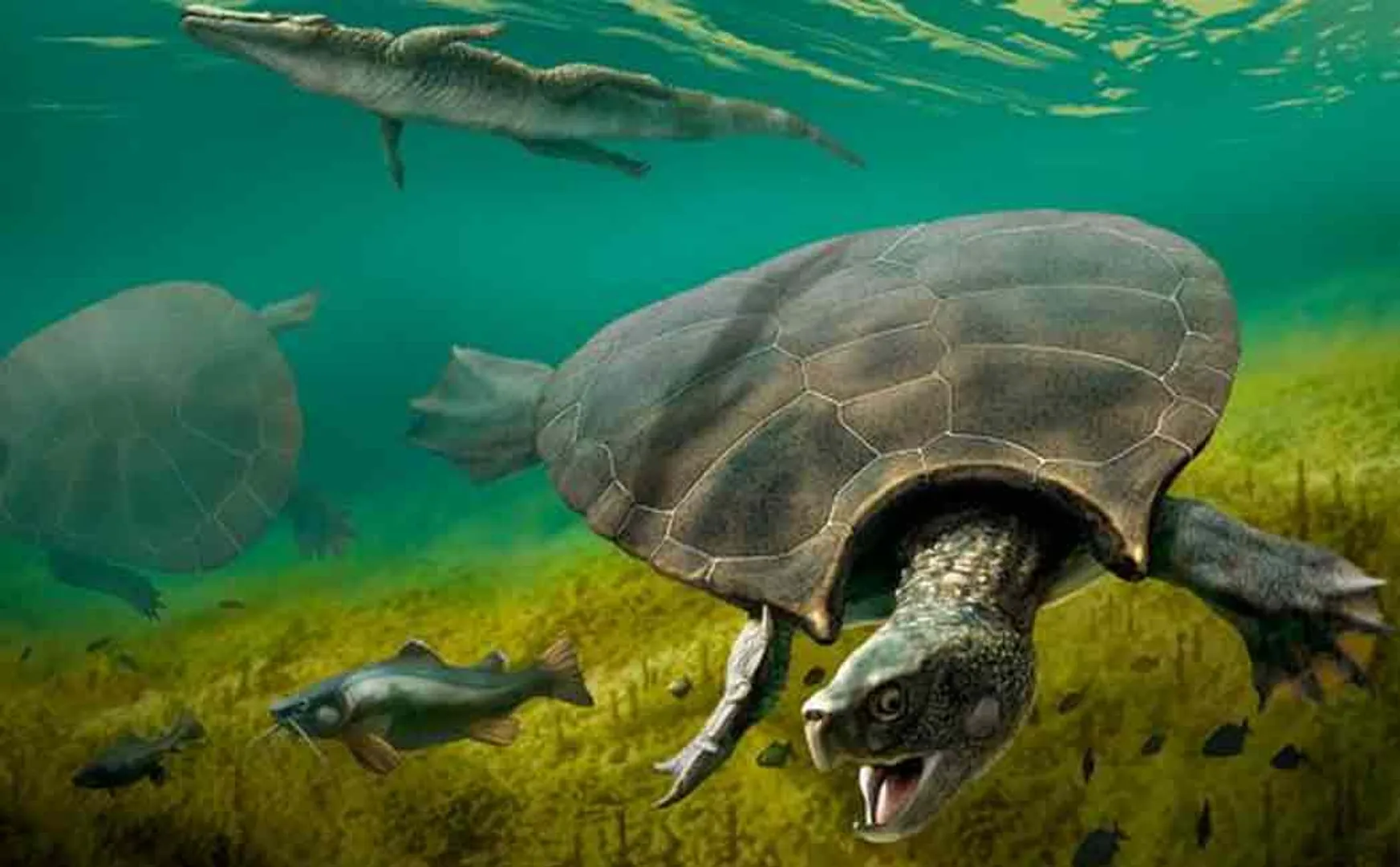 Car-sized prehistoric South American turtle fossil found