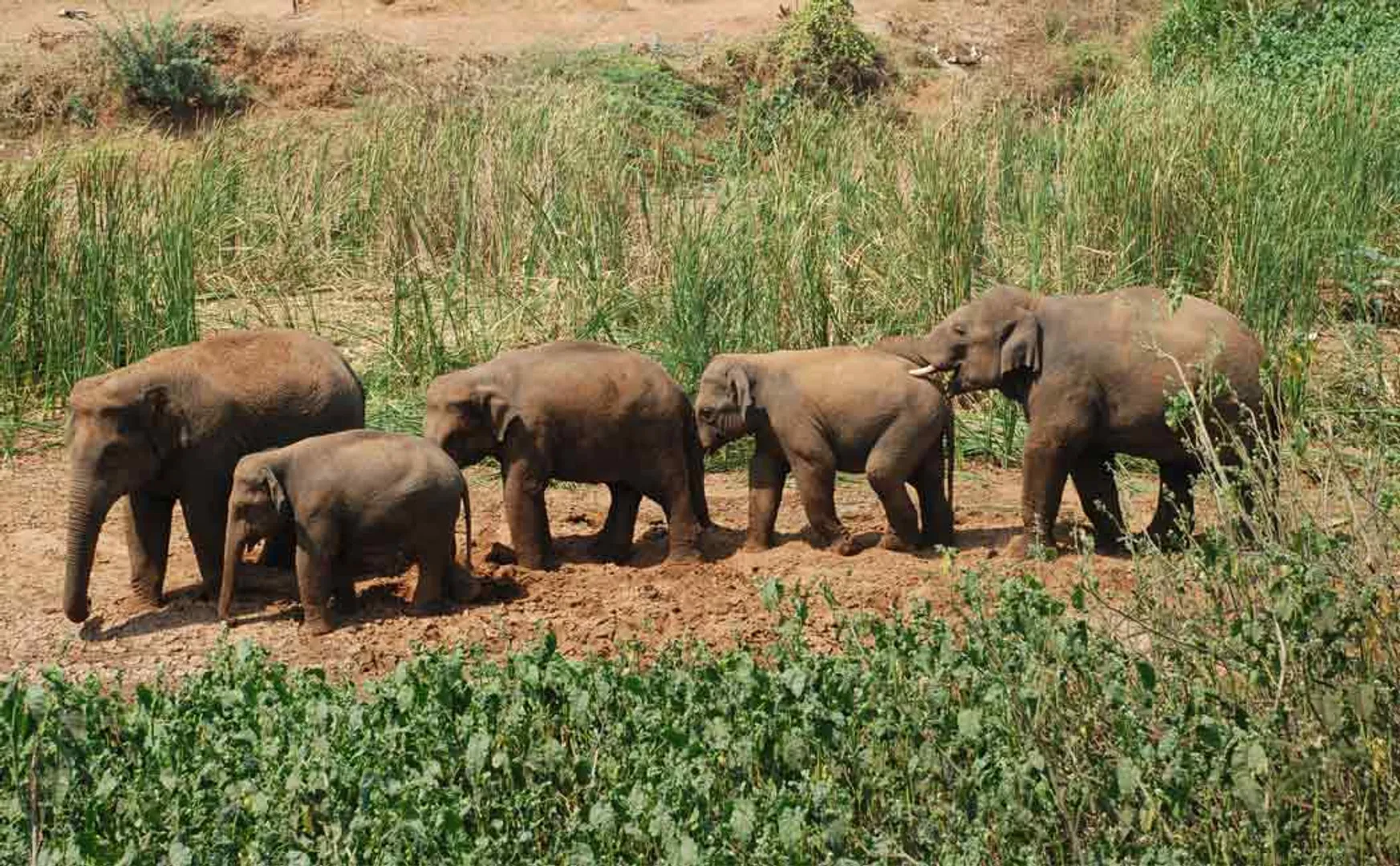 coimbatore forest area elephants 