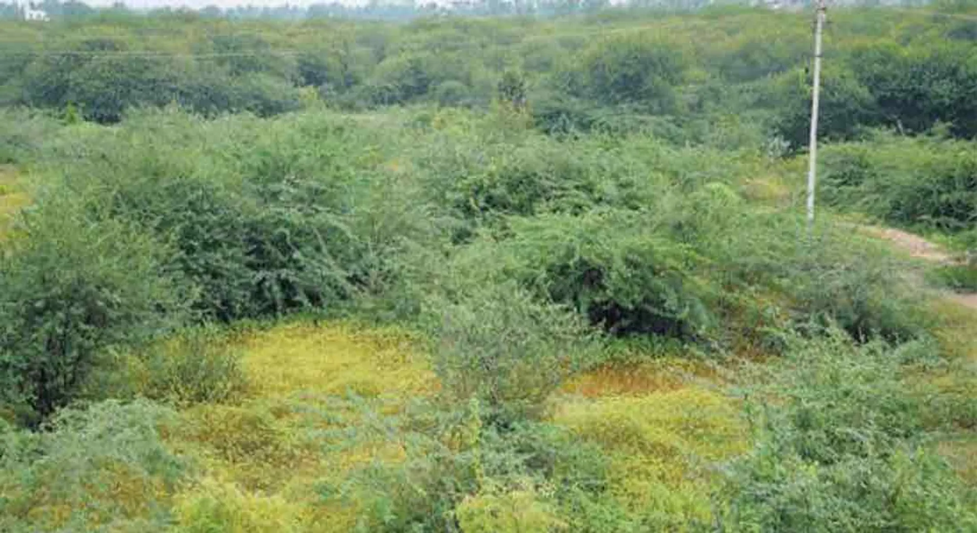 vaiko
