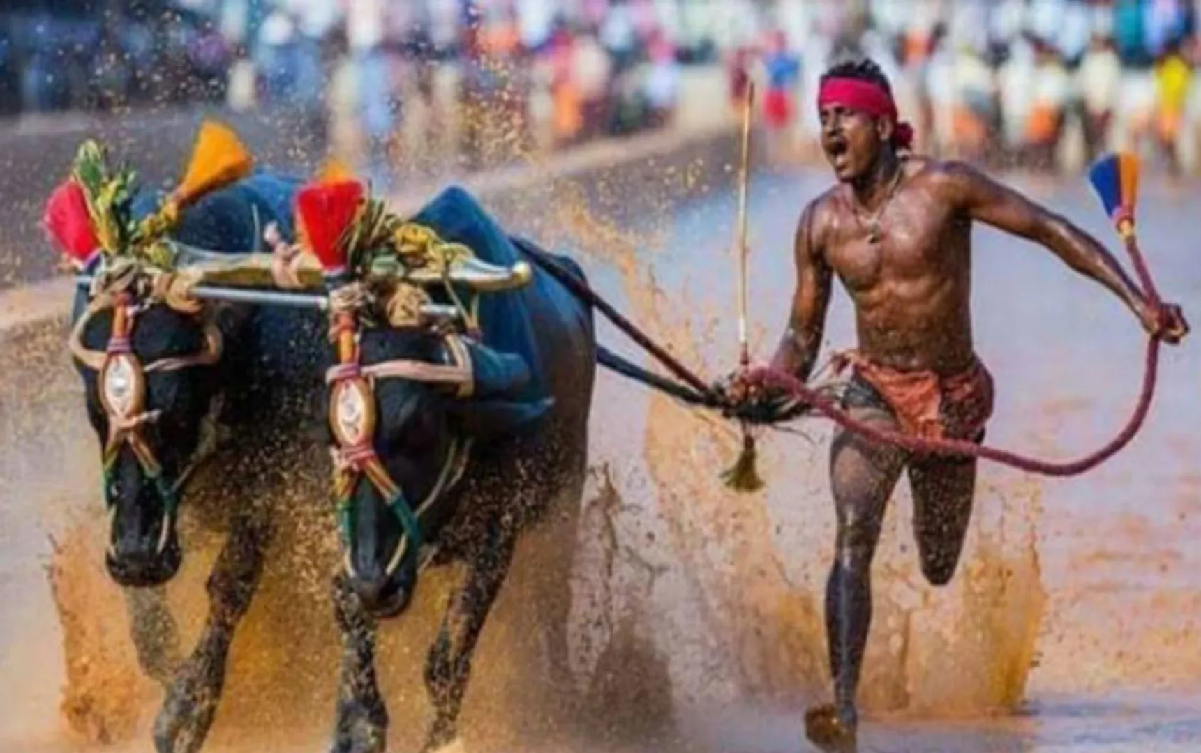 kambala