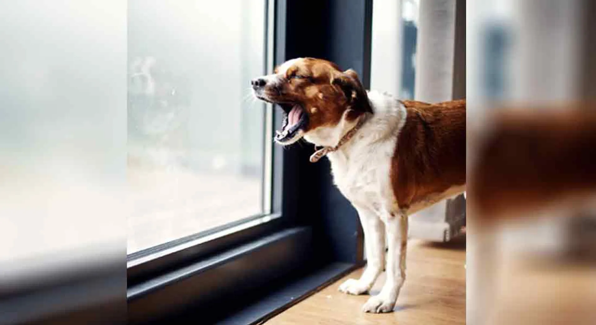 137 jewelry robbery by giving doggie biscuits