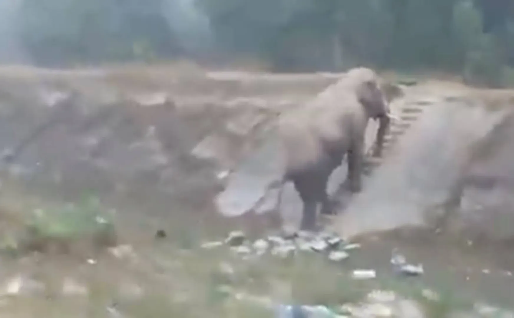 elephant