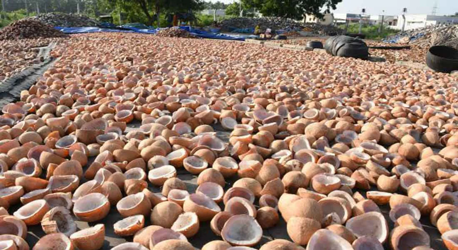 coconut price decrease 