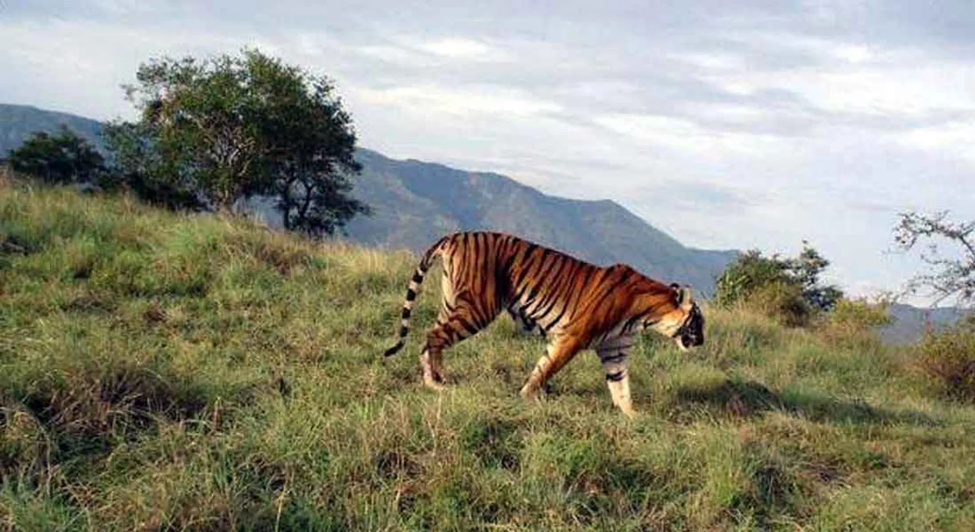 sathyamangalam forest tiger 